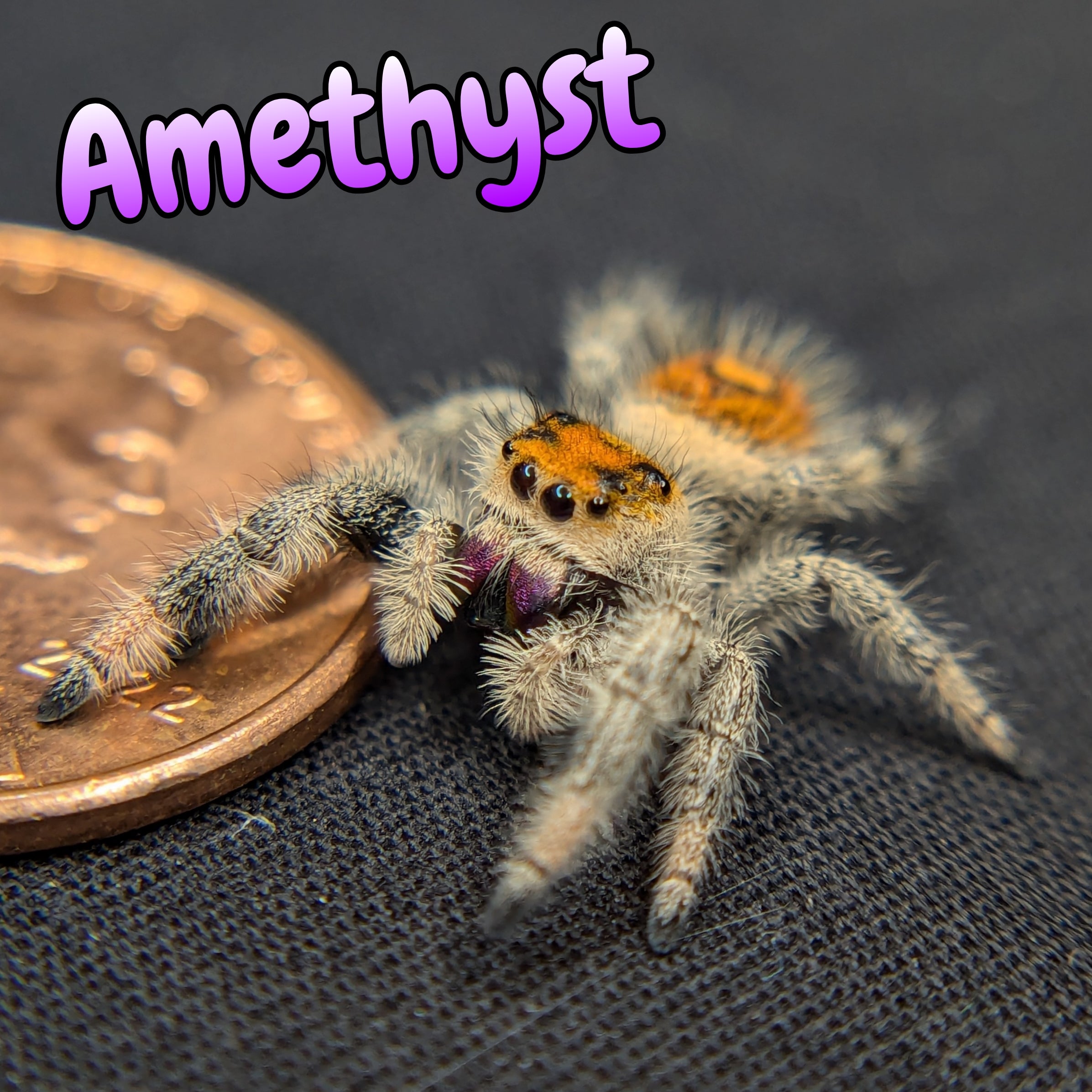 Jumping Spider for Sale 