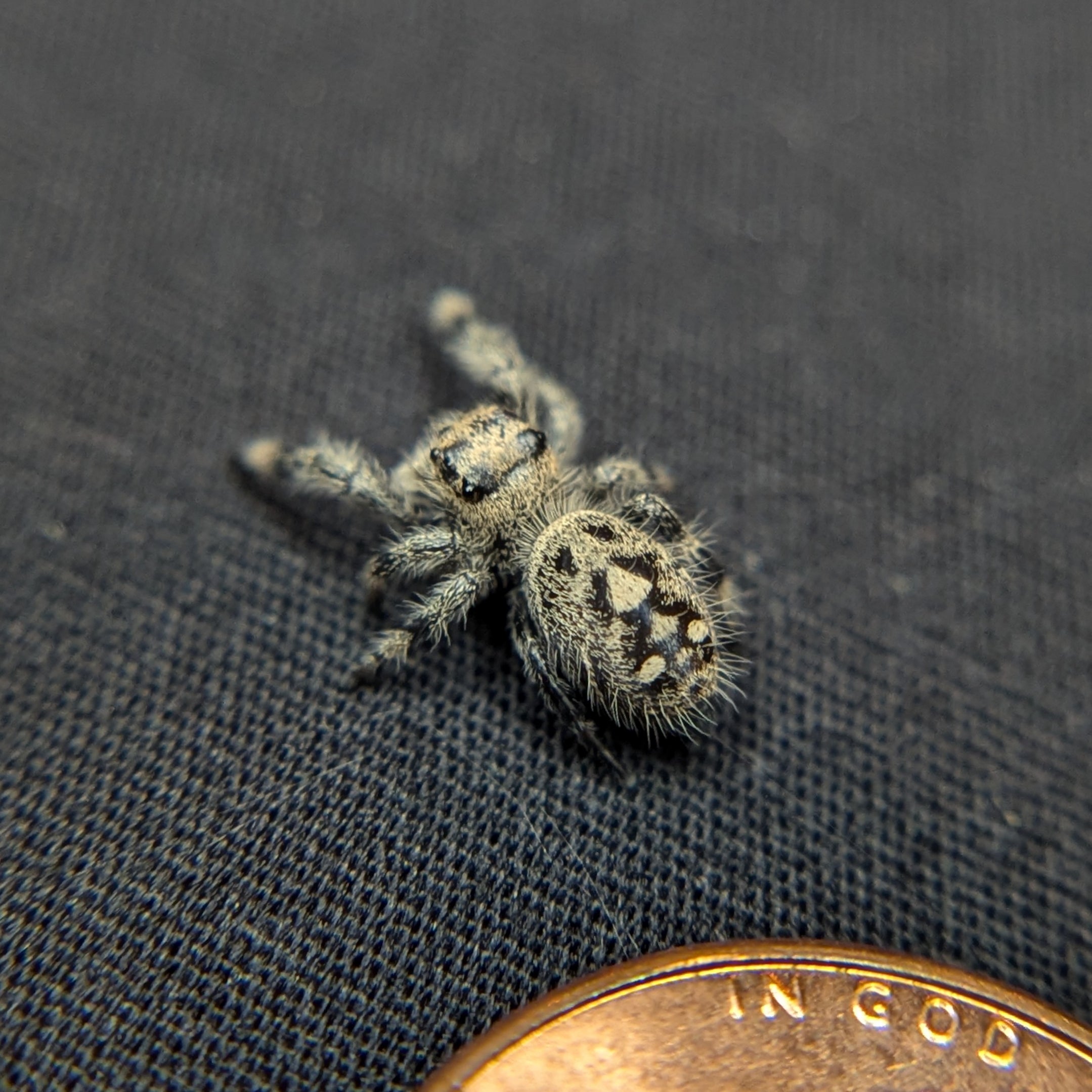 Regal Jumping Spider "Pretzel"