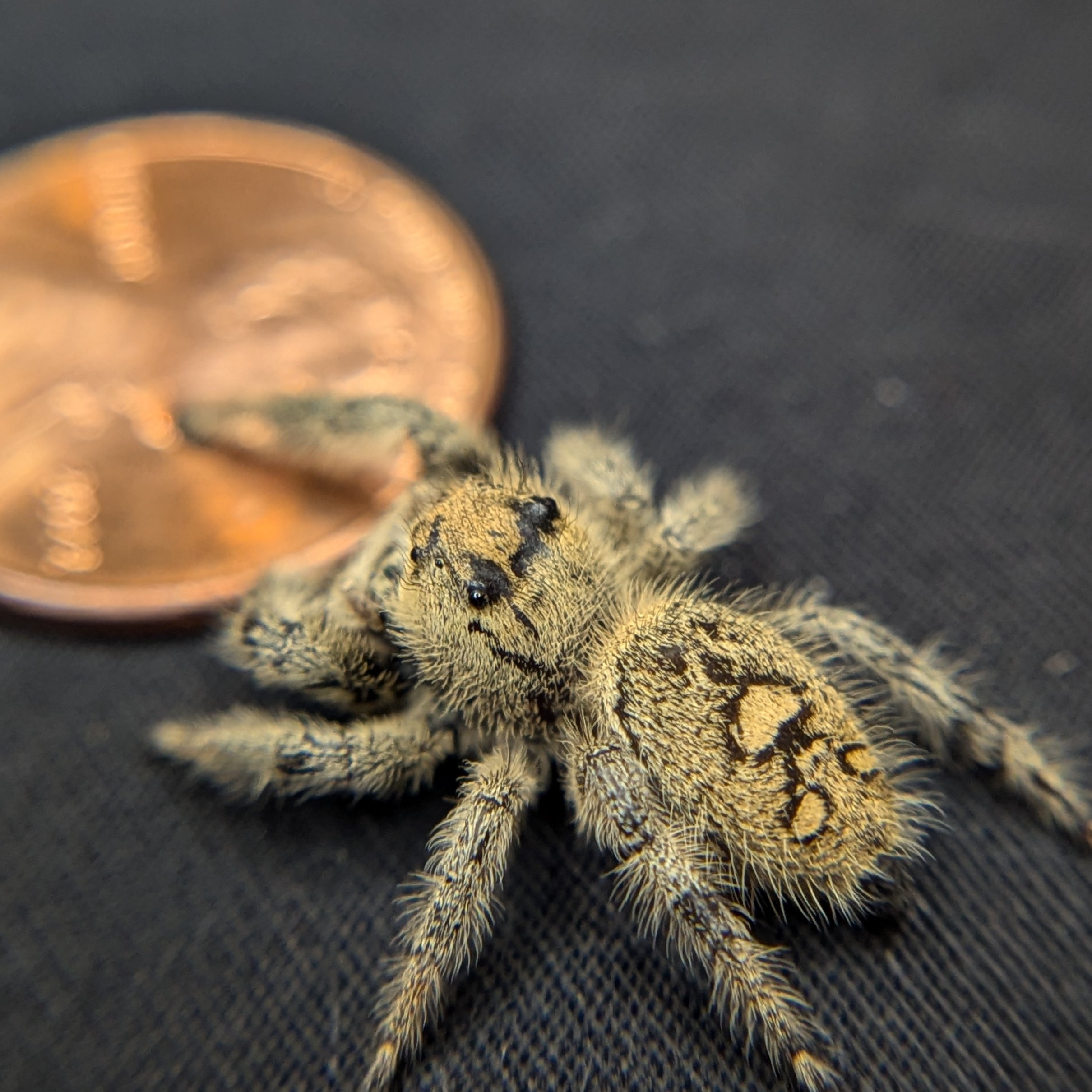 Regal Jumping Spider "Lemon"