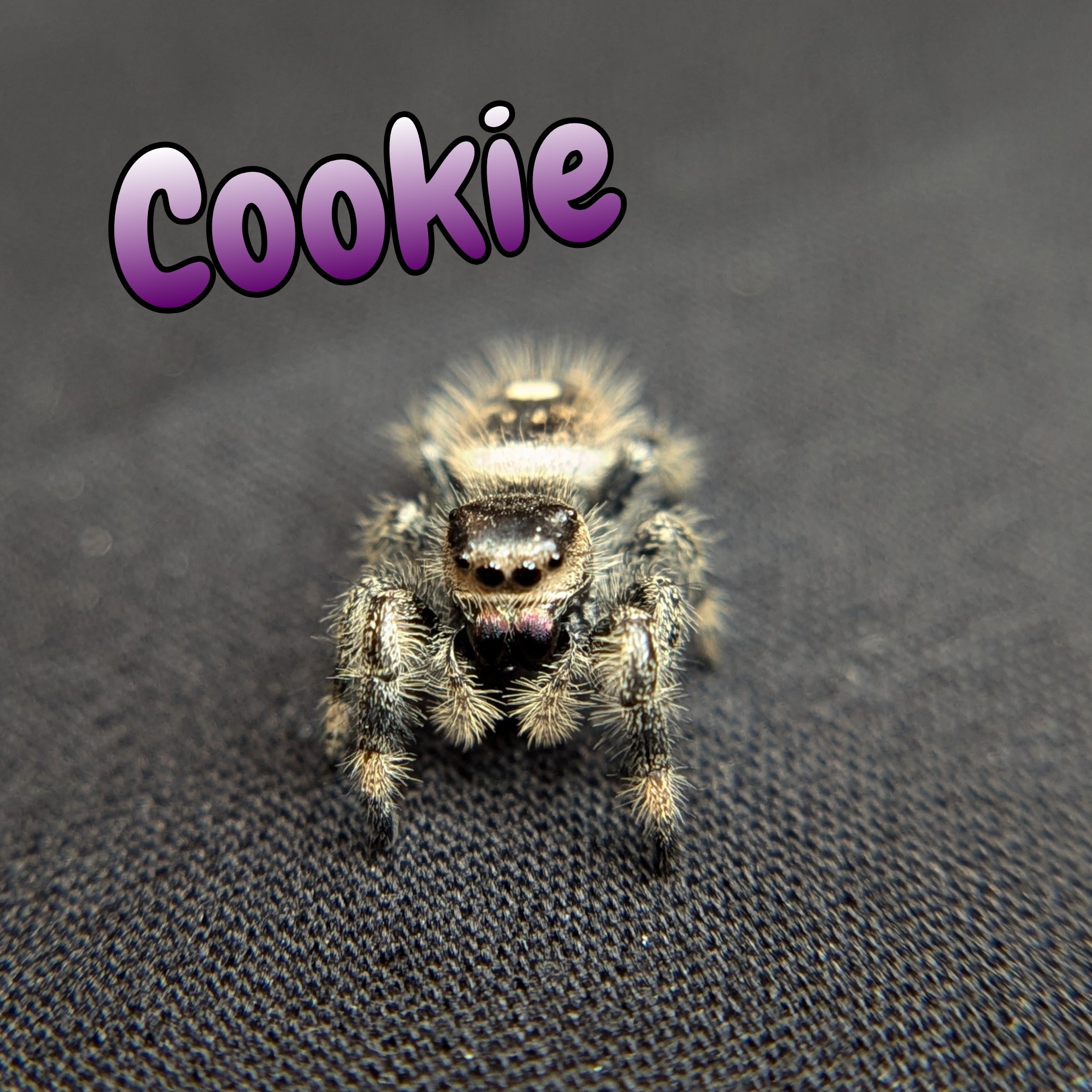 Jumping Spider for Sale 