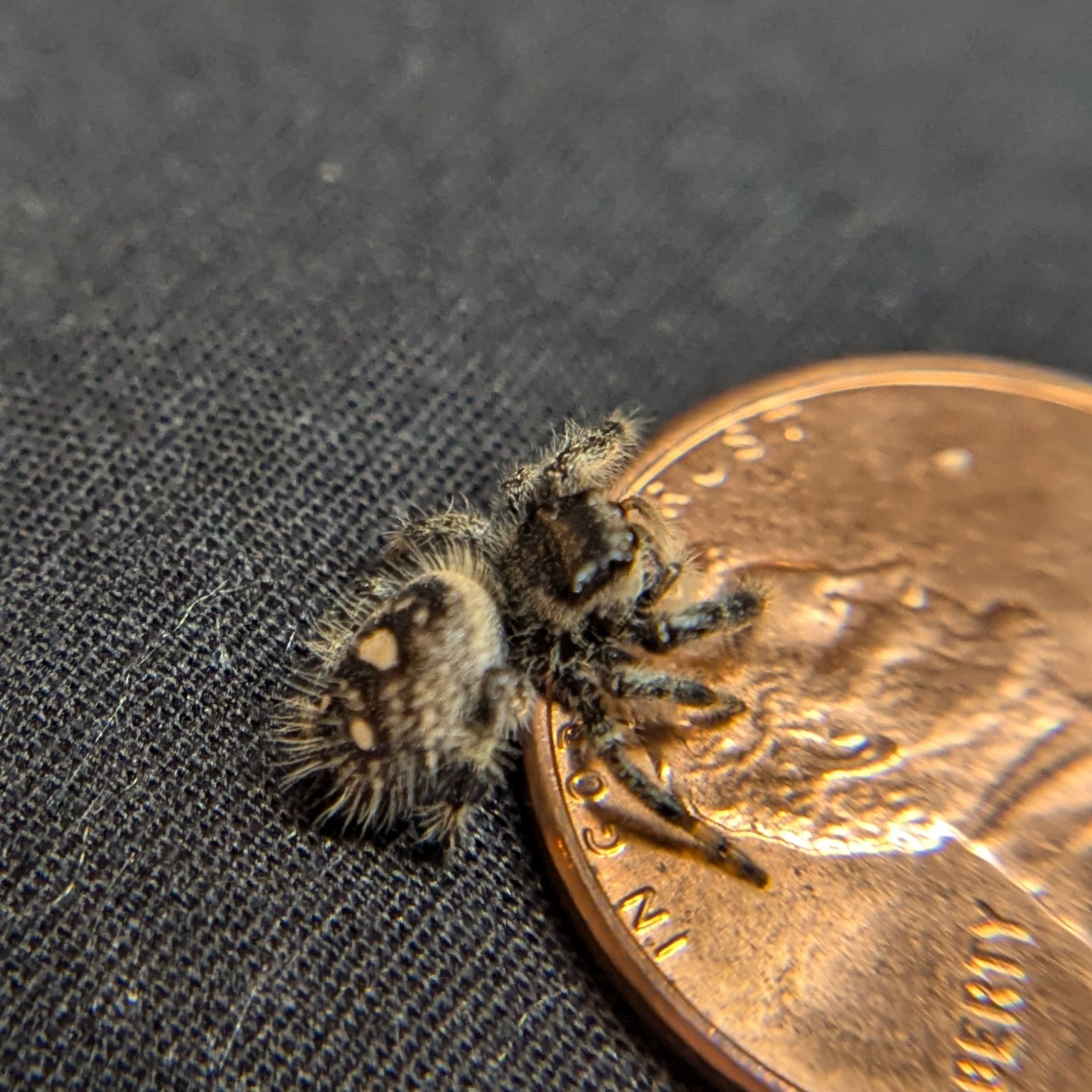 Regal Jumping Spider "Cookie"