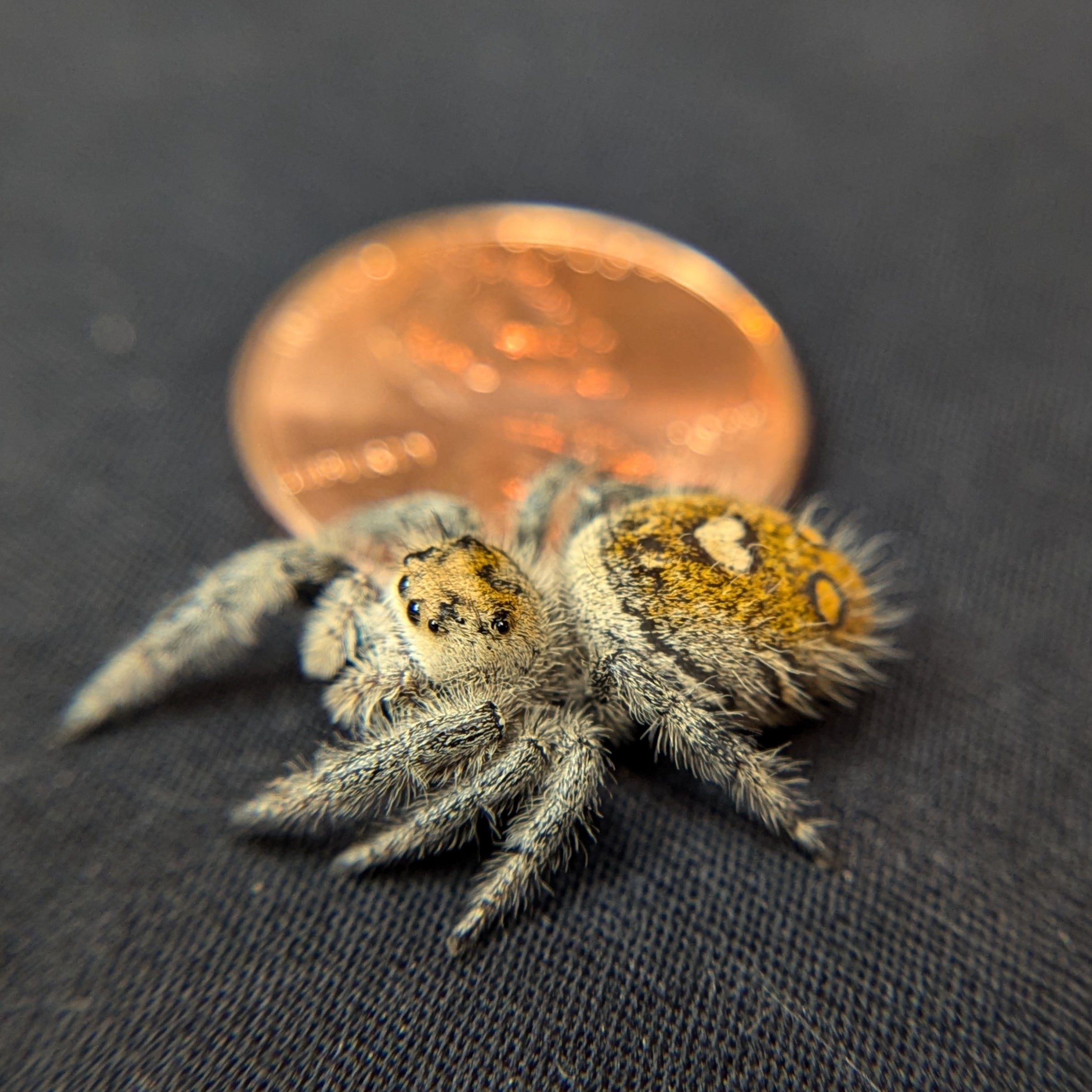 Regal Jumping Spider "Sunshine"