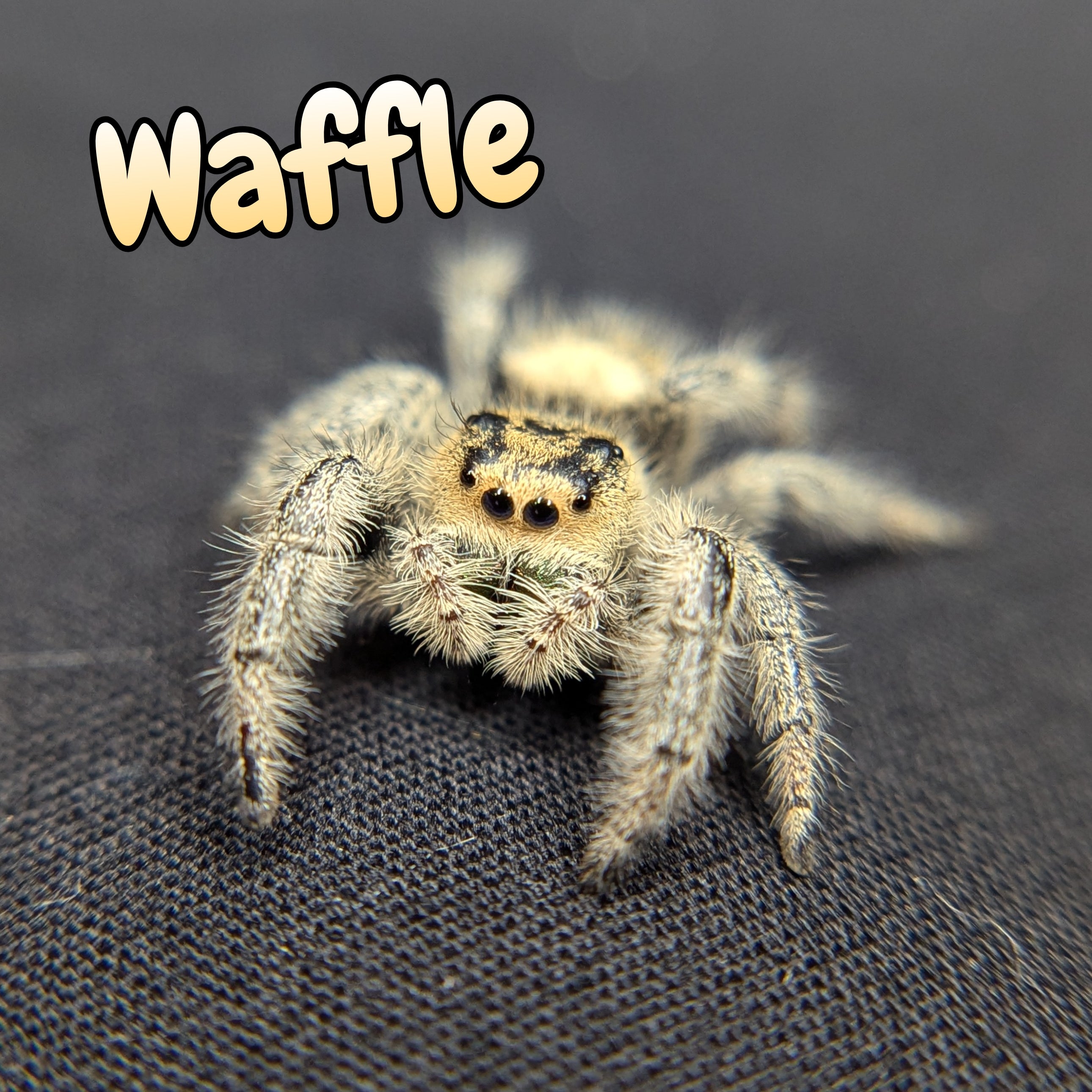 Regal Jumping Spider "Waffle"