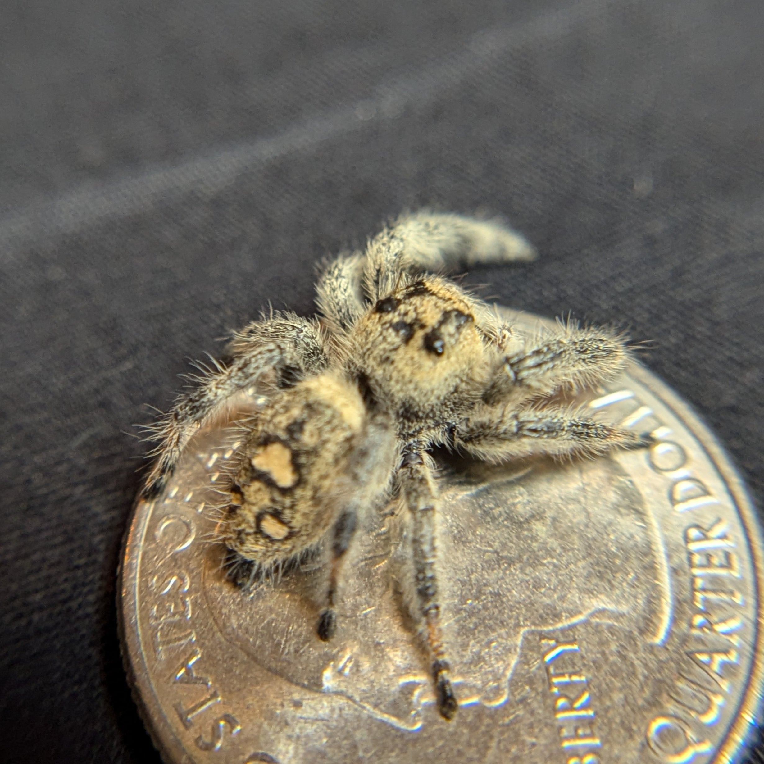 Regal Jumping Spider "Waffle"