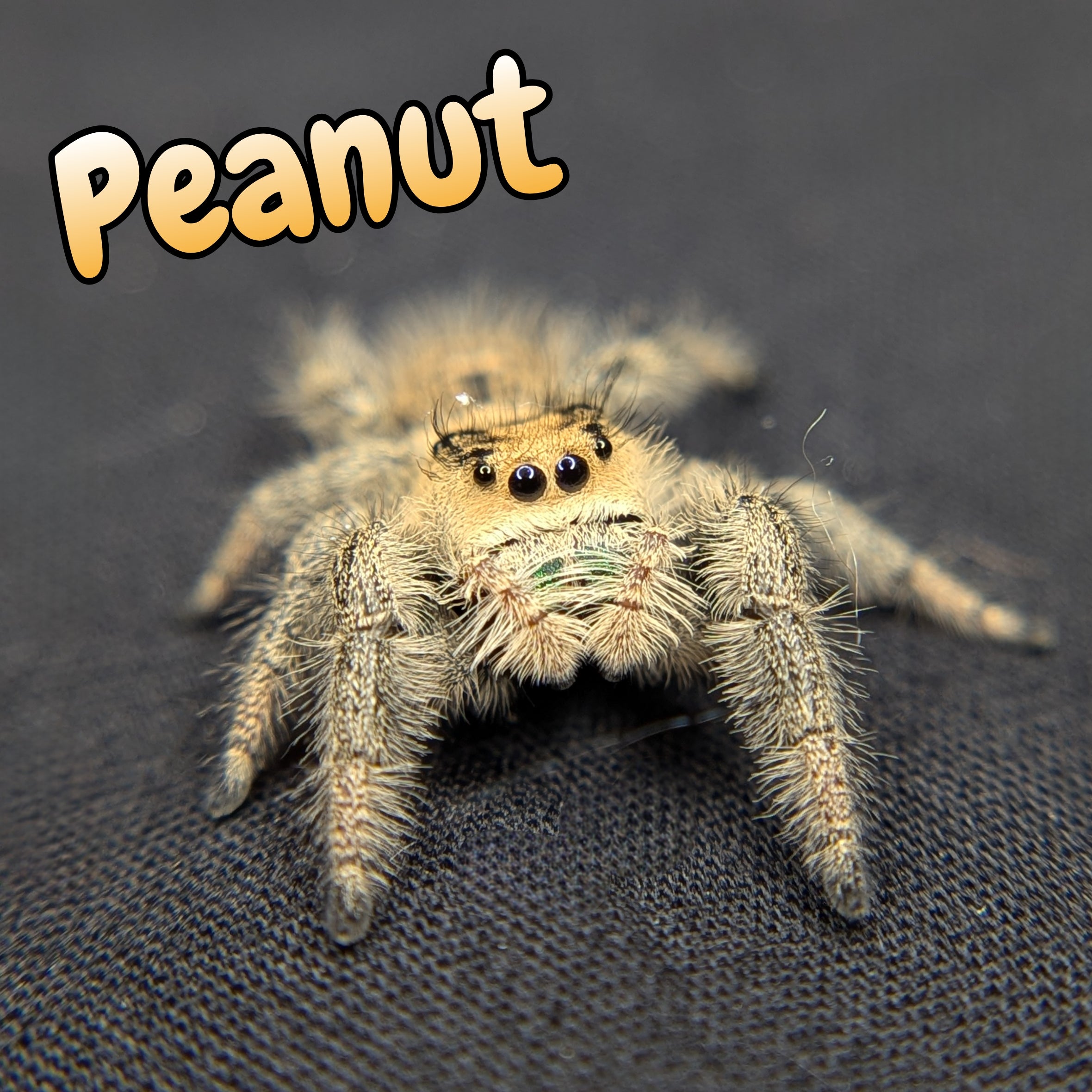 Regal Jumping Spider "Peanut"