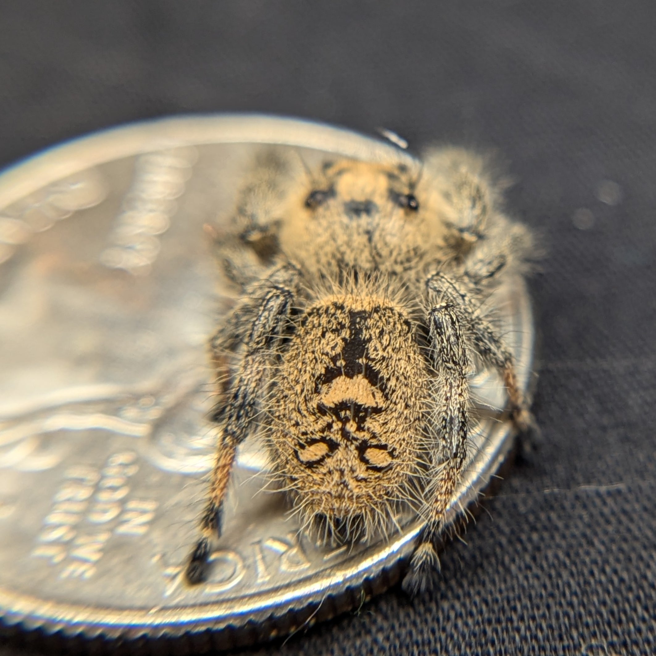 Regal Jumping Spider "Peanut"