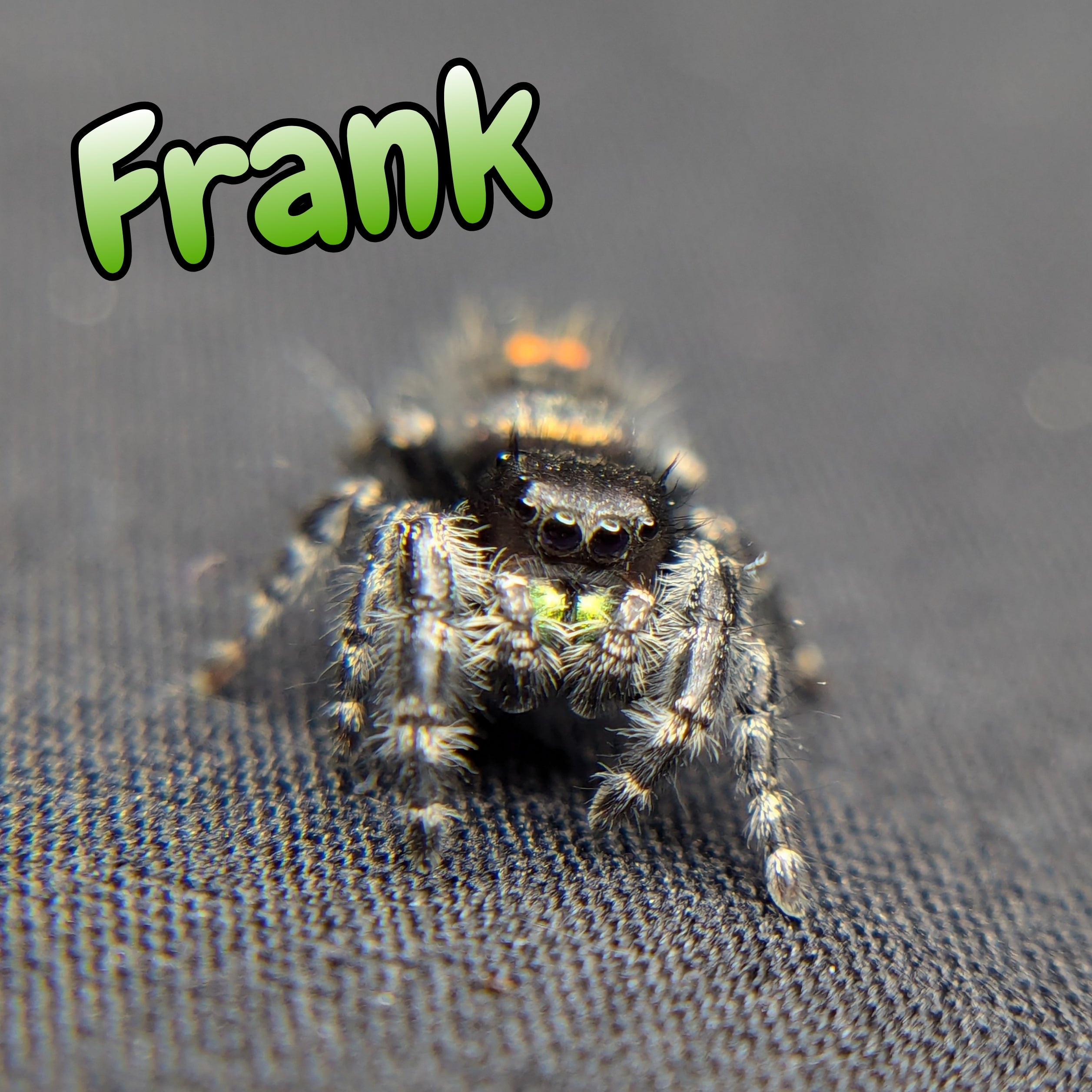 Audax Jumping Spider "Frank"