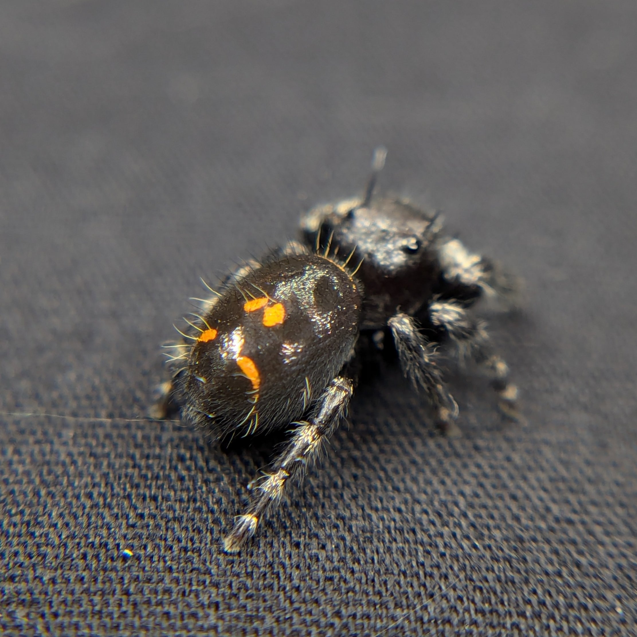 Audax Jumping Spider "Frank"