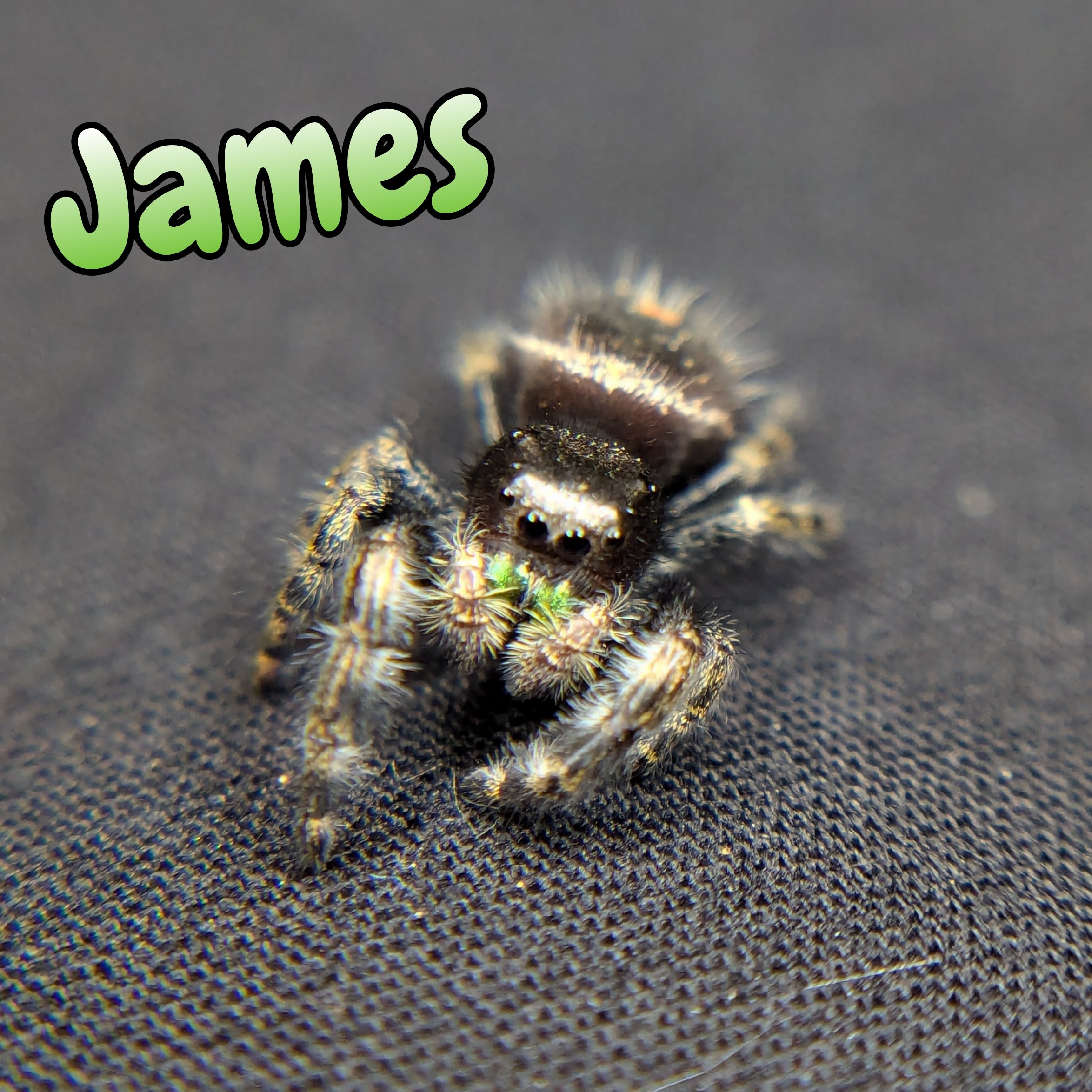 Audax Jumping Spider "James"