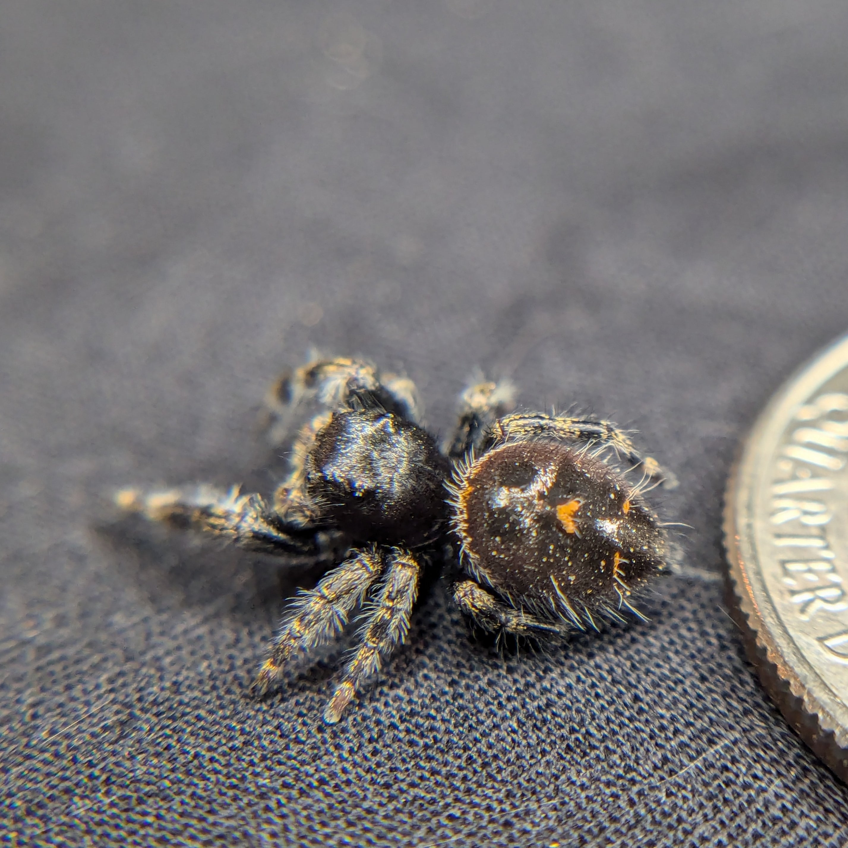 Audax Jumping Spider "James"