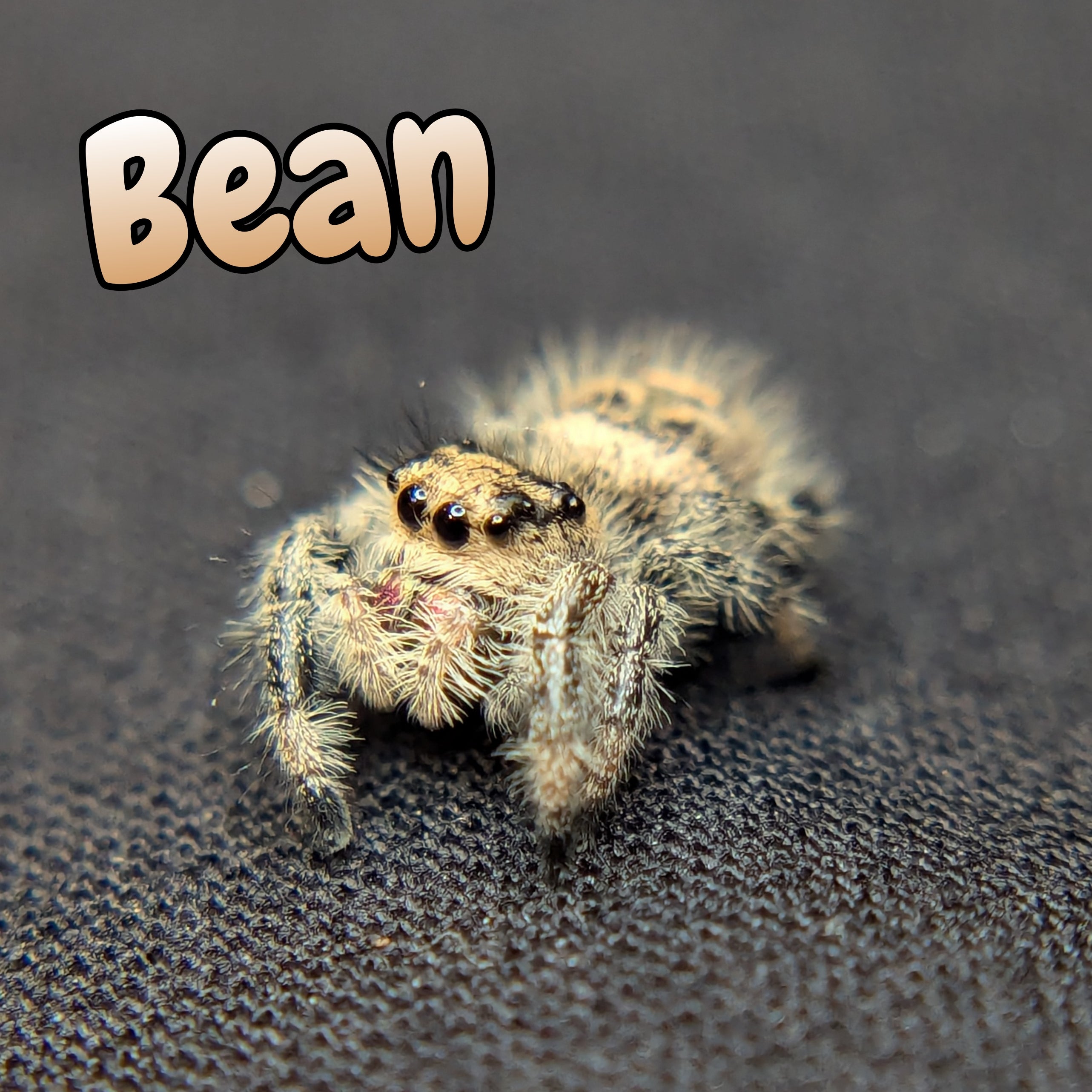 Regal Jumping Spider "Bean"