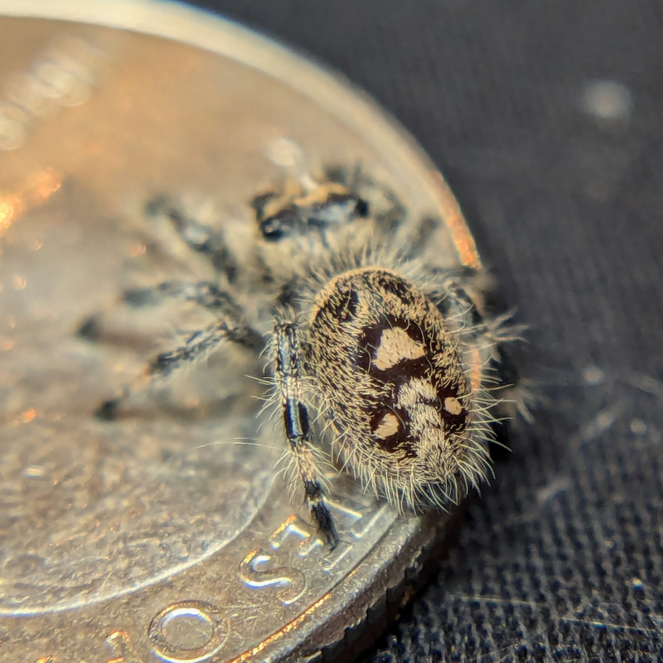 Regal Jumping Spider "Bean"