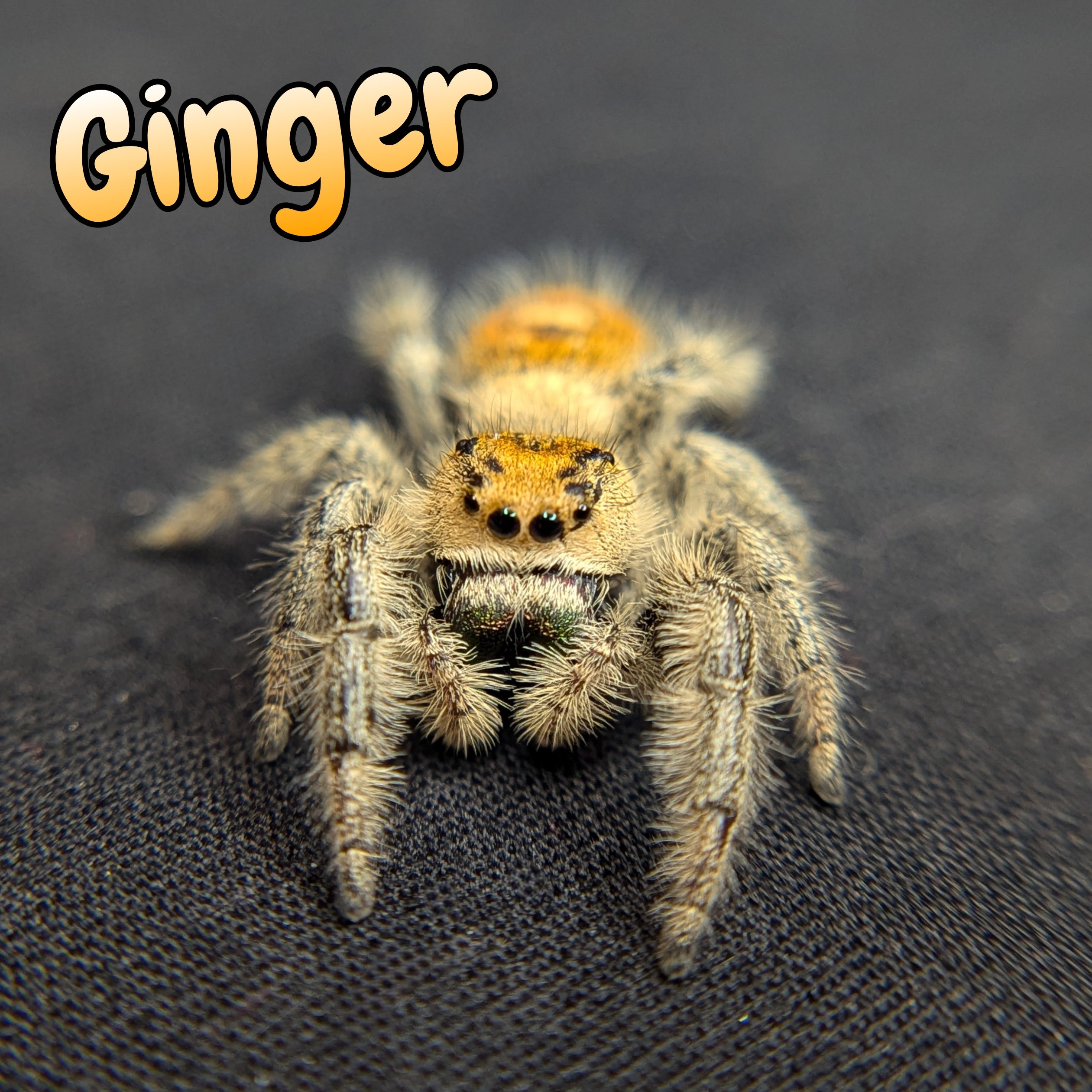 Regal Jumping Spider "Ginger"