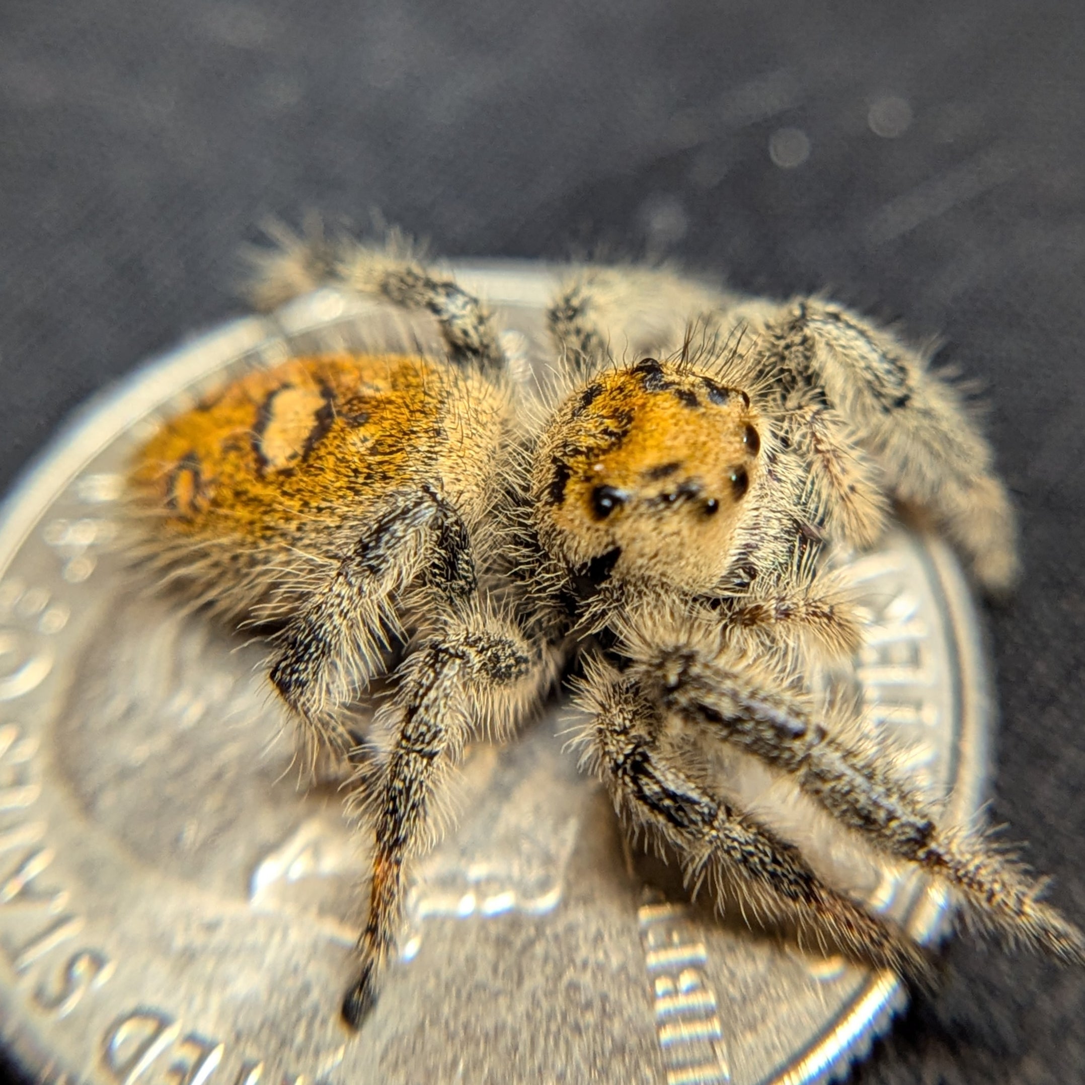 Regal Jumping Spider "Ginger"