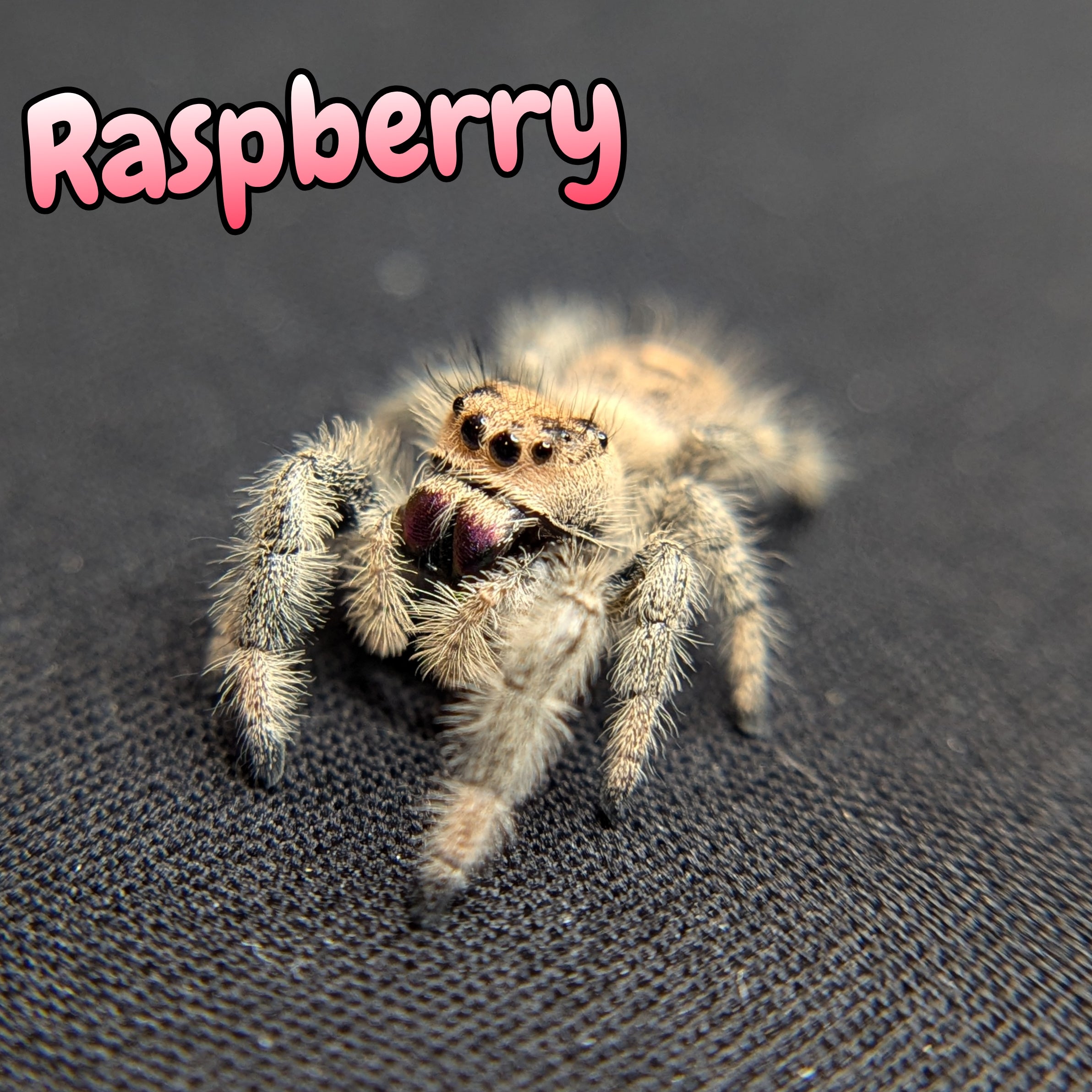 jumping Spider for Sale 