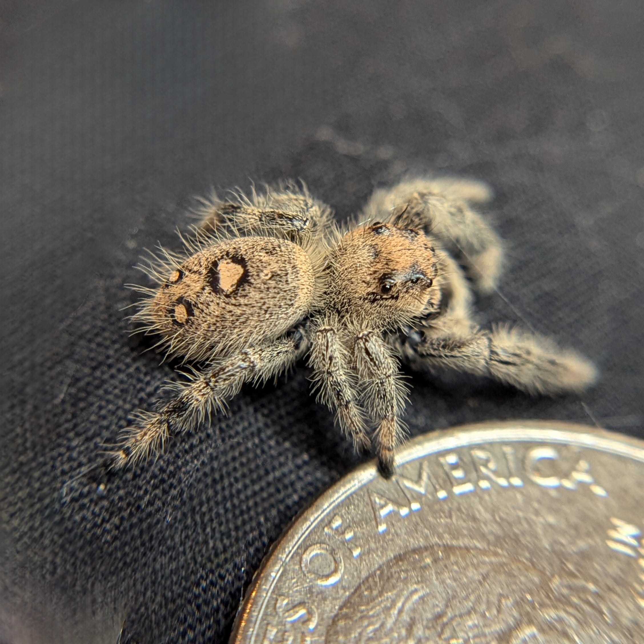 Regal Jumping Spider "Raspberry"