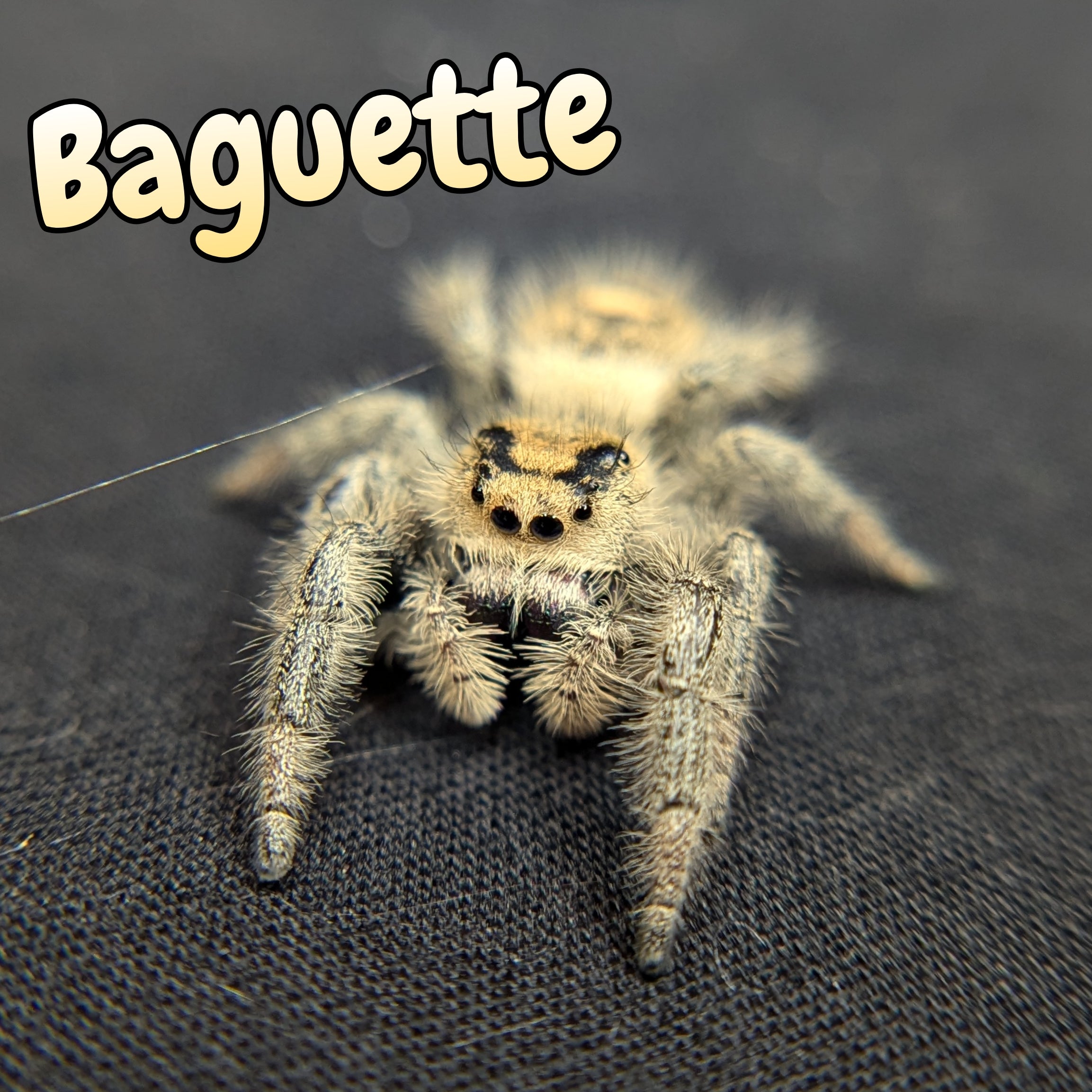 Regal Jumping Spider "Baguette"