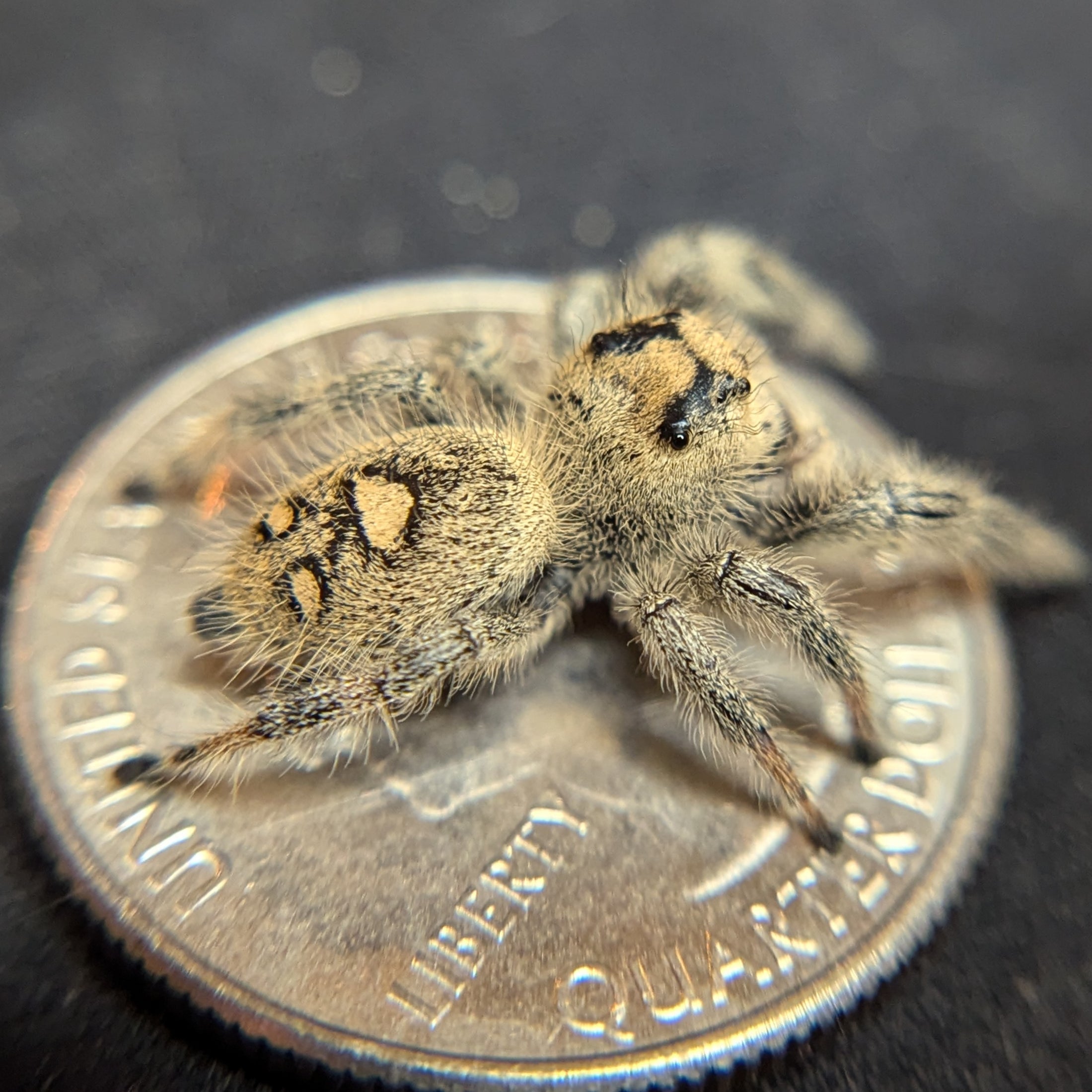 Regal Jumping Spider "Baguette"