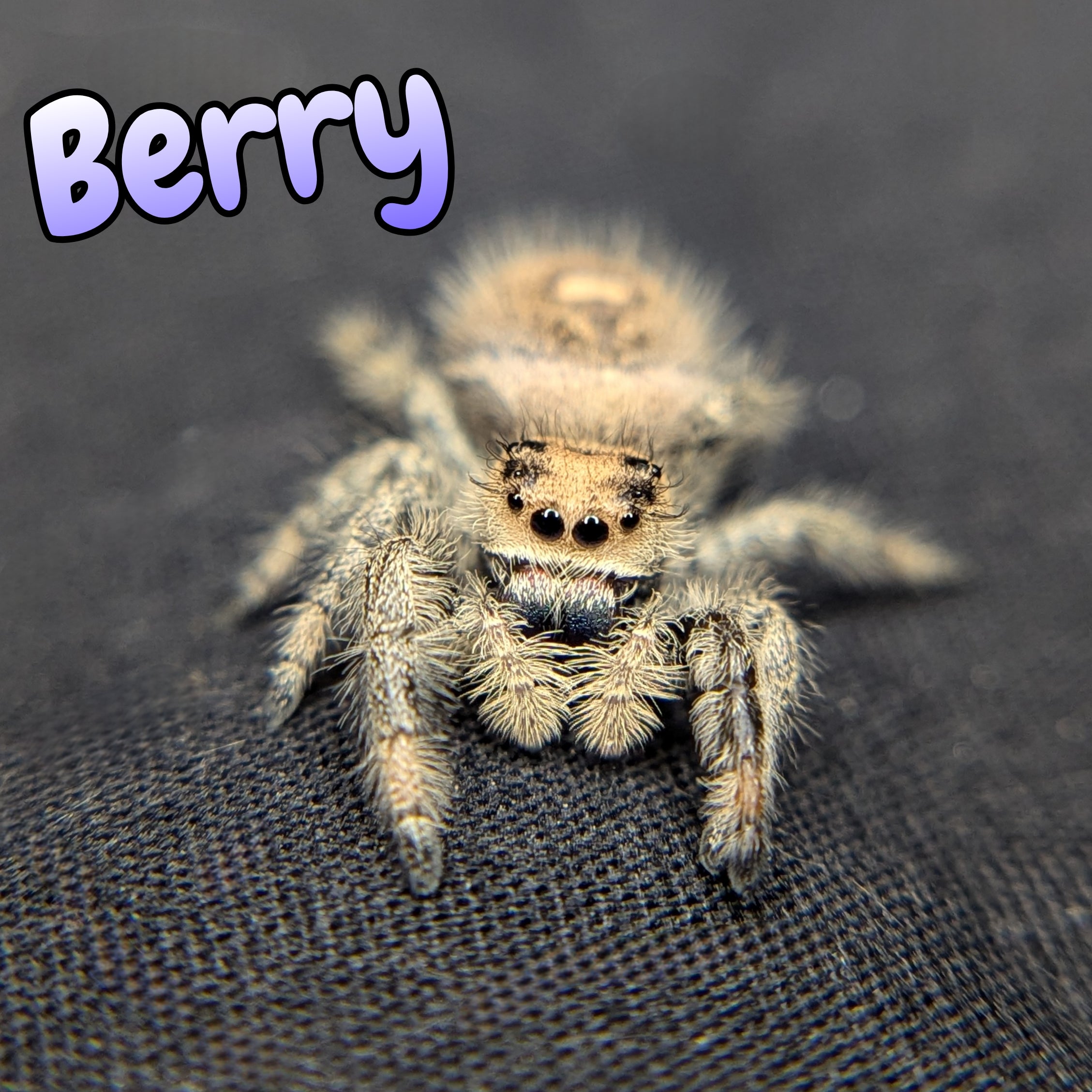 Regal Jumping Spider "Berry"