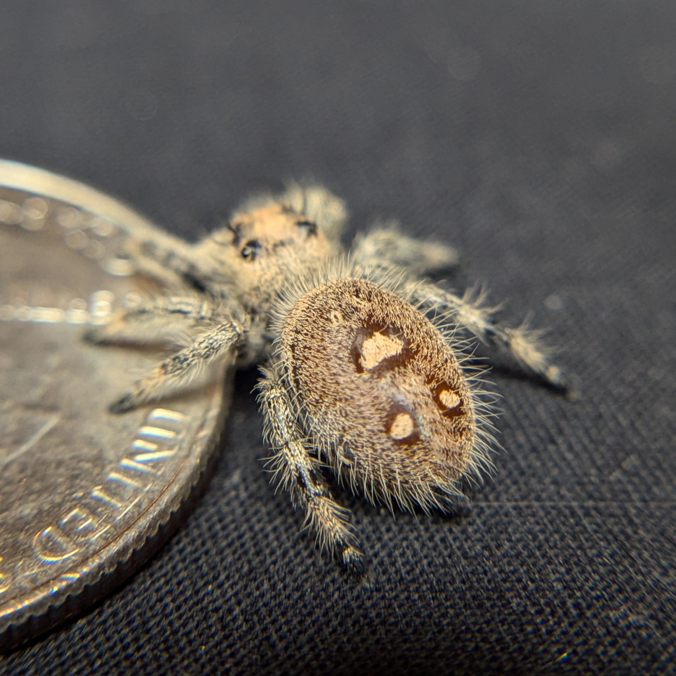 Regal Jumping Spider "Berry"