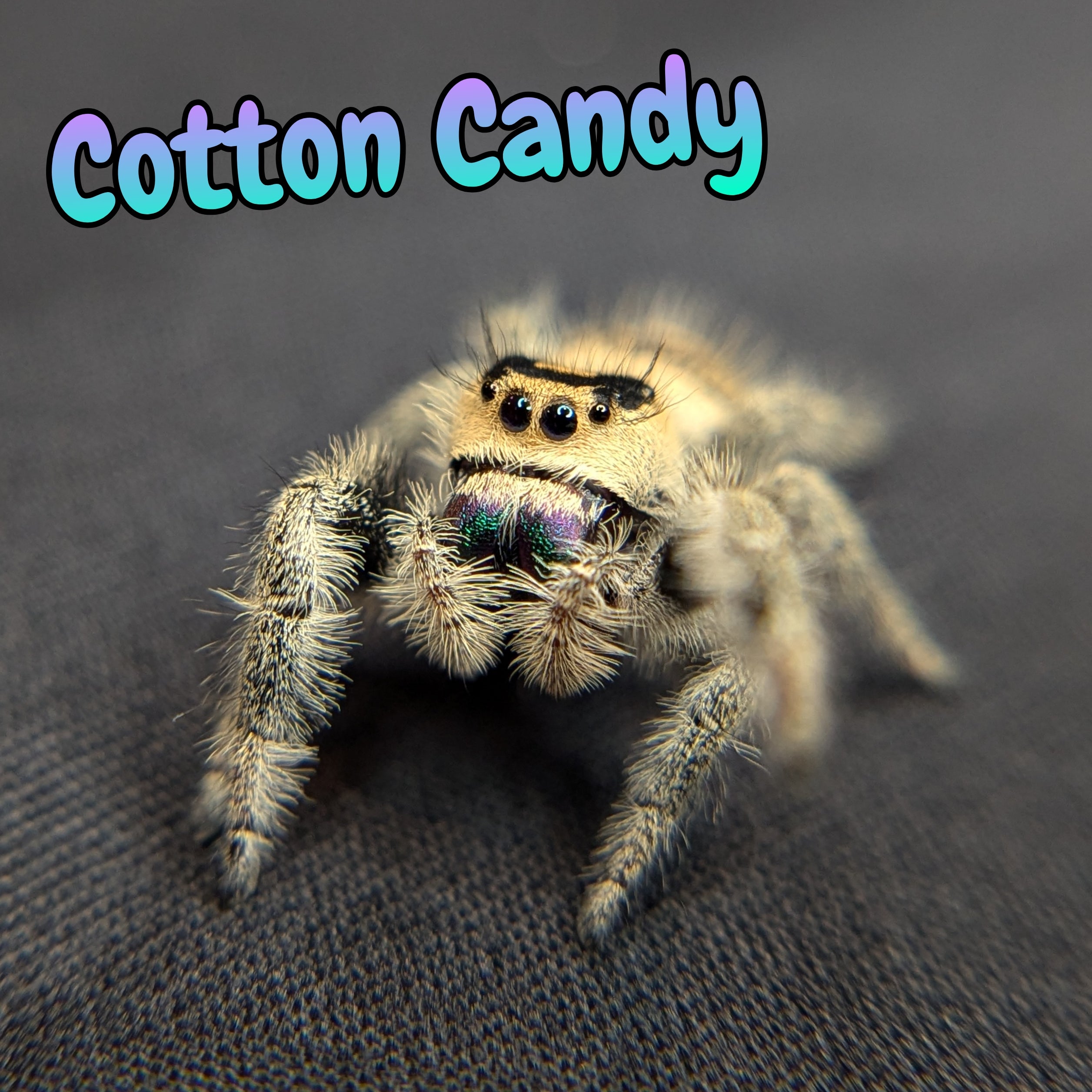 Regal Jumping Spider "Cotton Candy" (Rare)