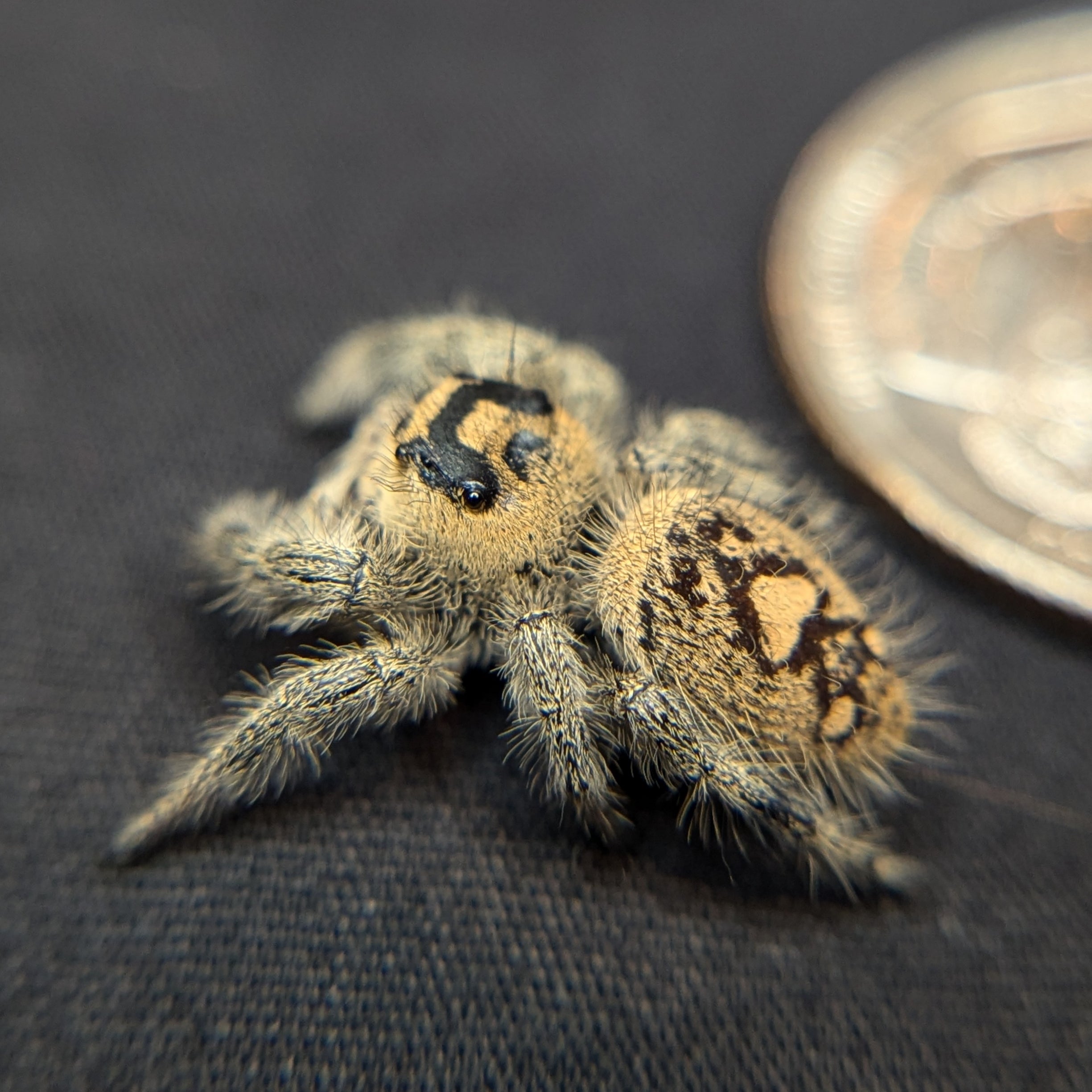 Regal Jumping Spider "Cotton Candy" (Rare)