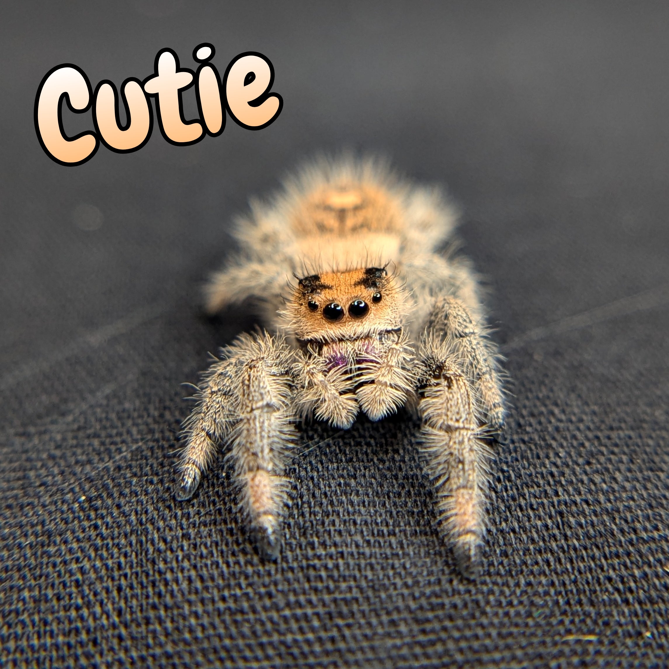 Regal Jumping Spider "Cutie"