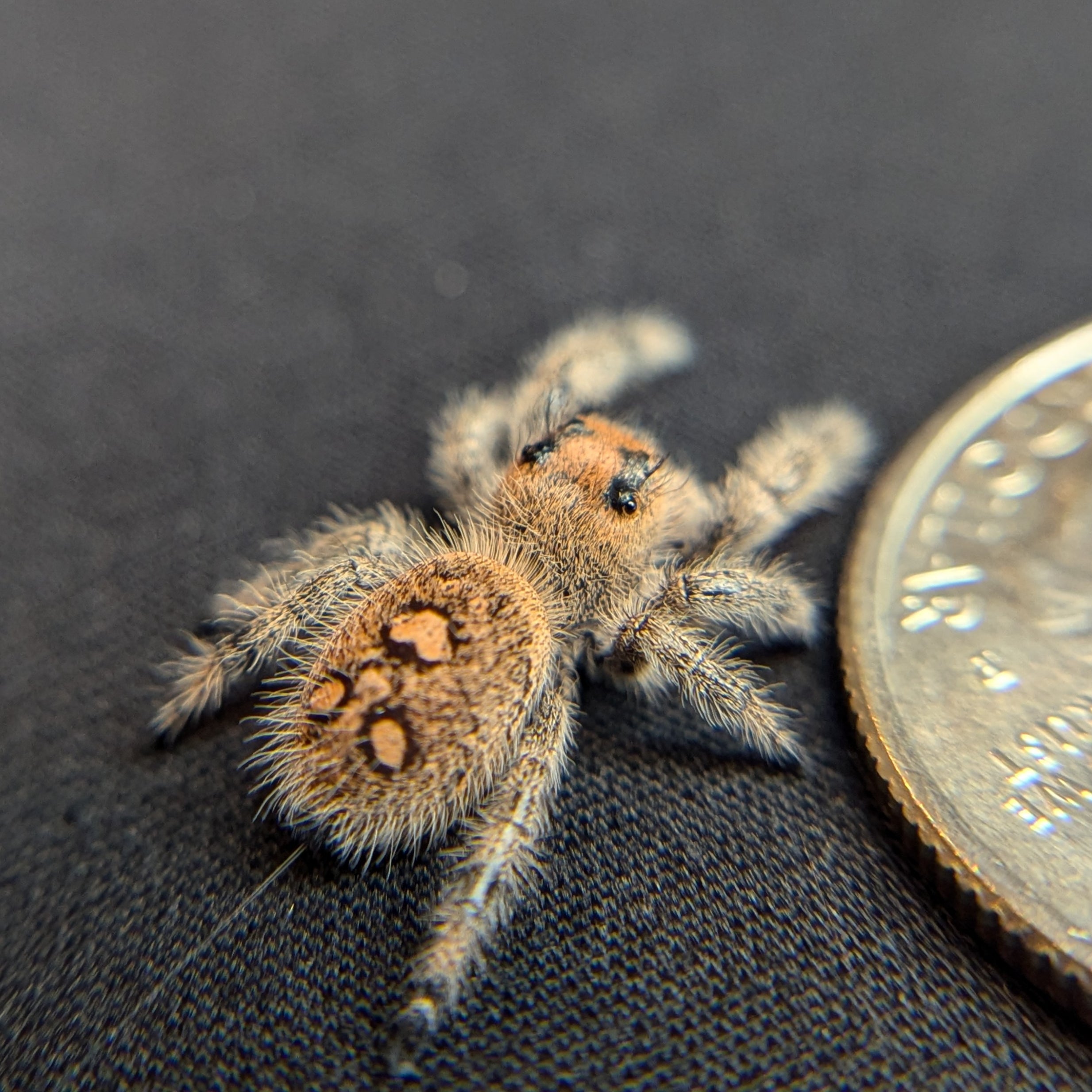 Regal Jumping Spider "Cutie"