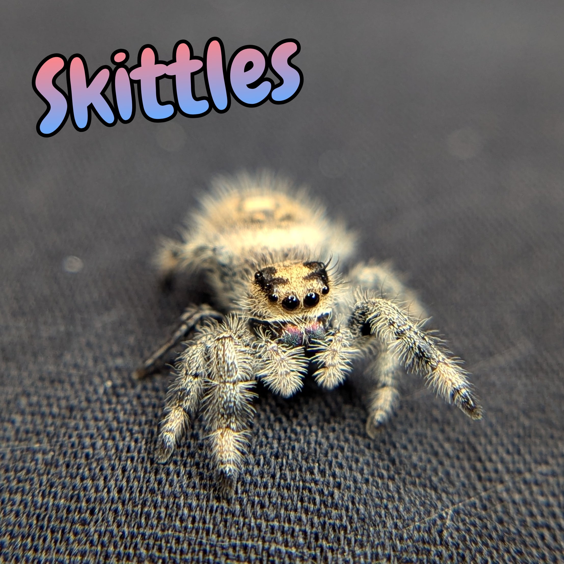 Regal Jumping Spider "Skittles"