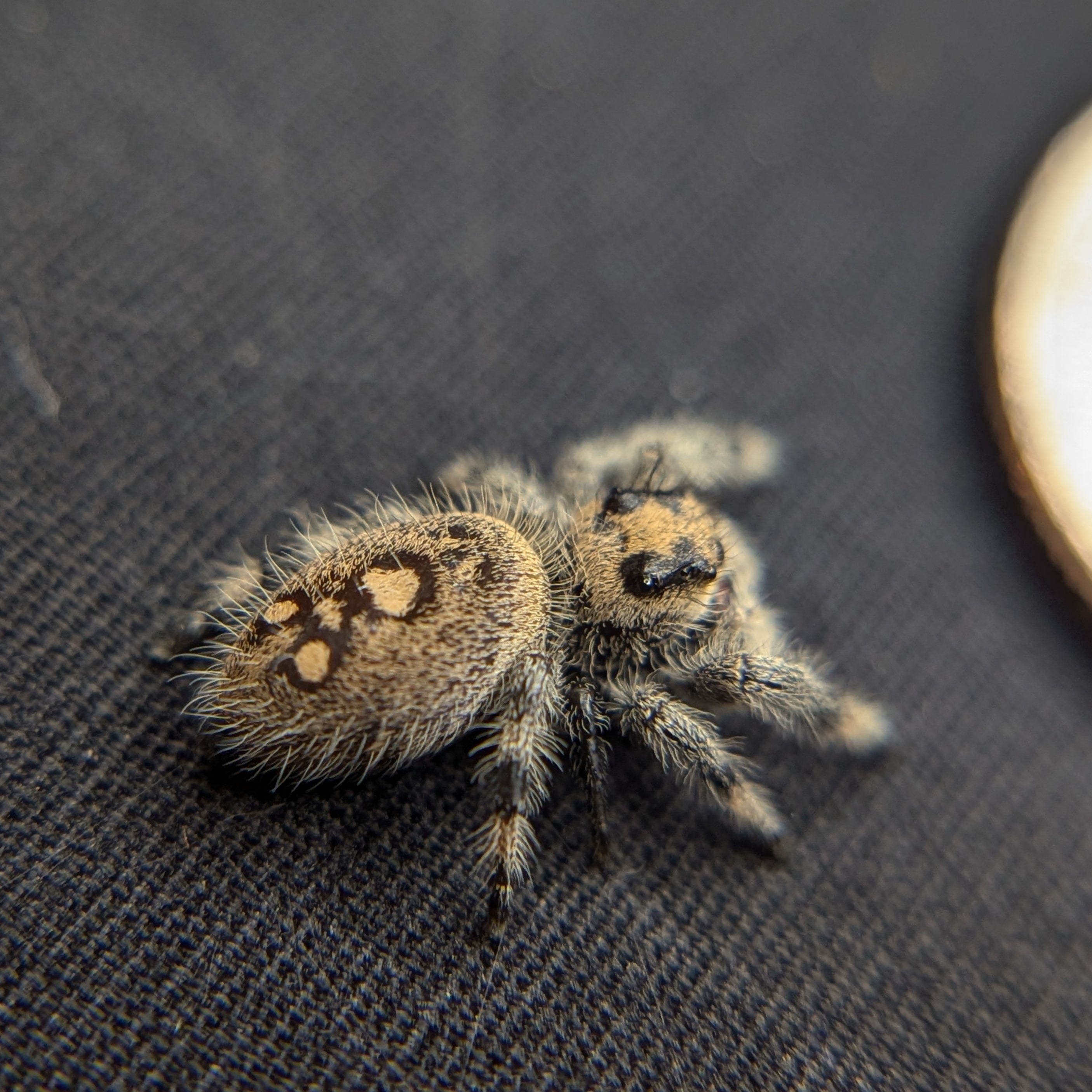 Regal Jumping Spider "Skittles"