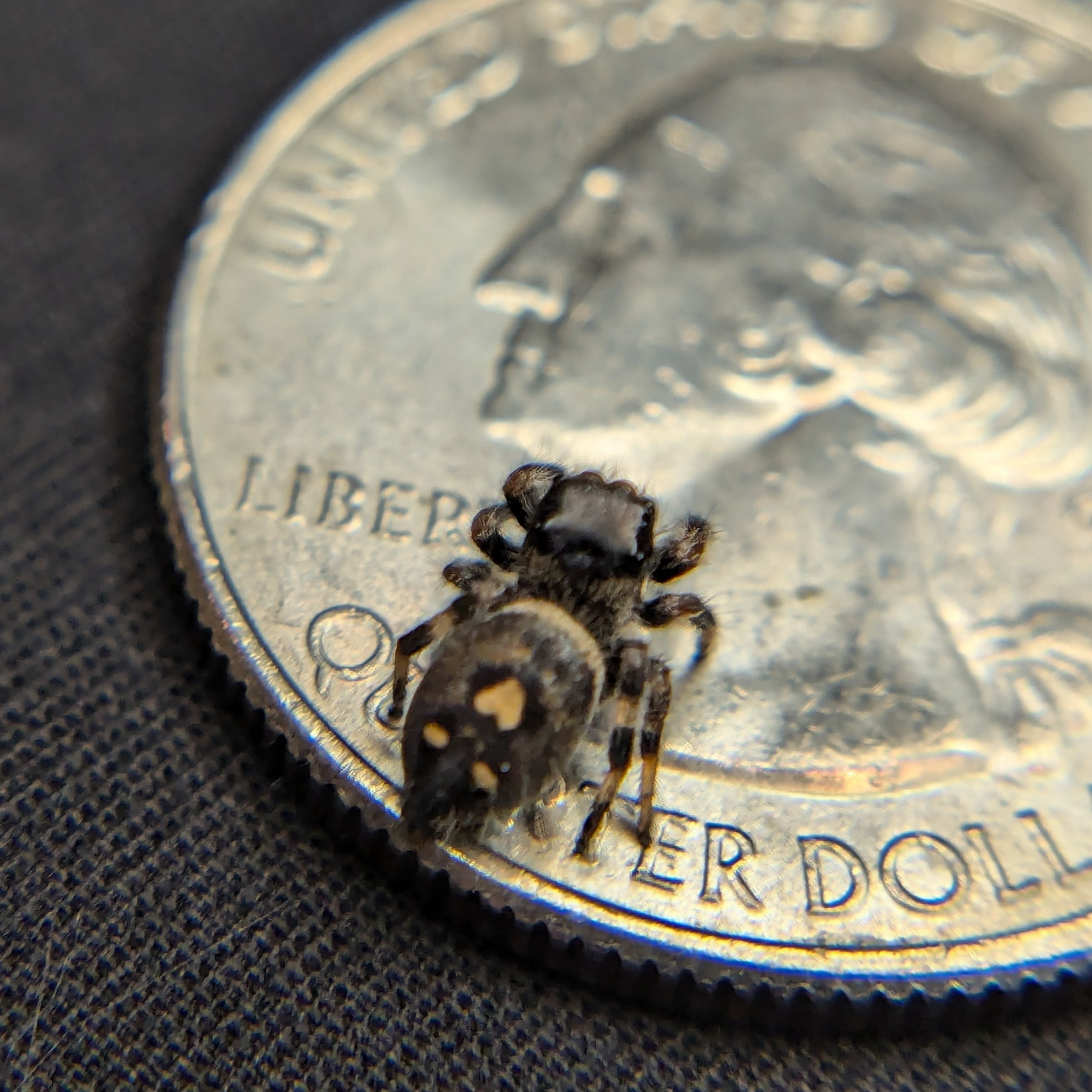 Regal Jumping Spider "Chocolate"