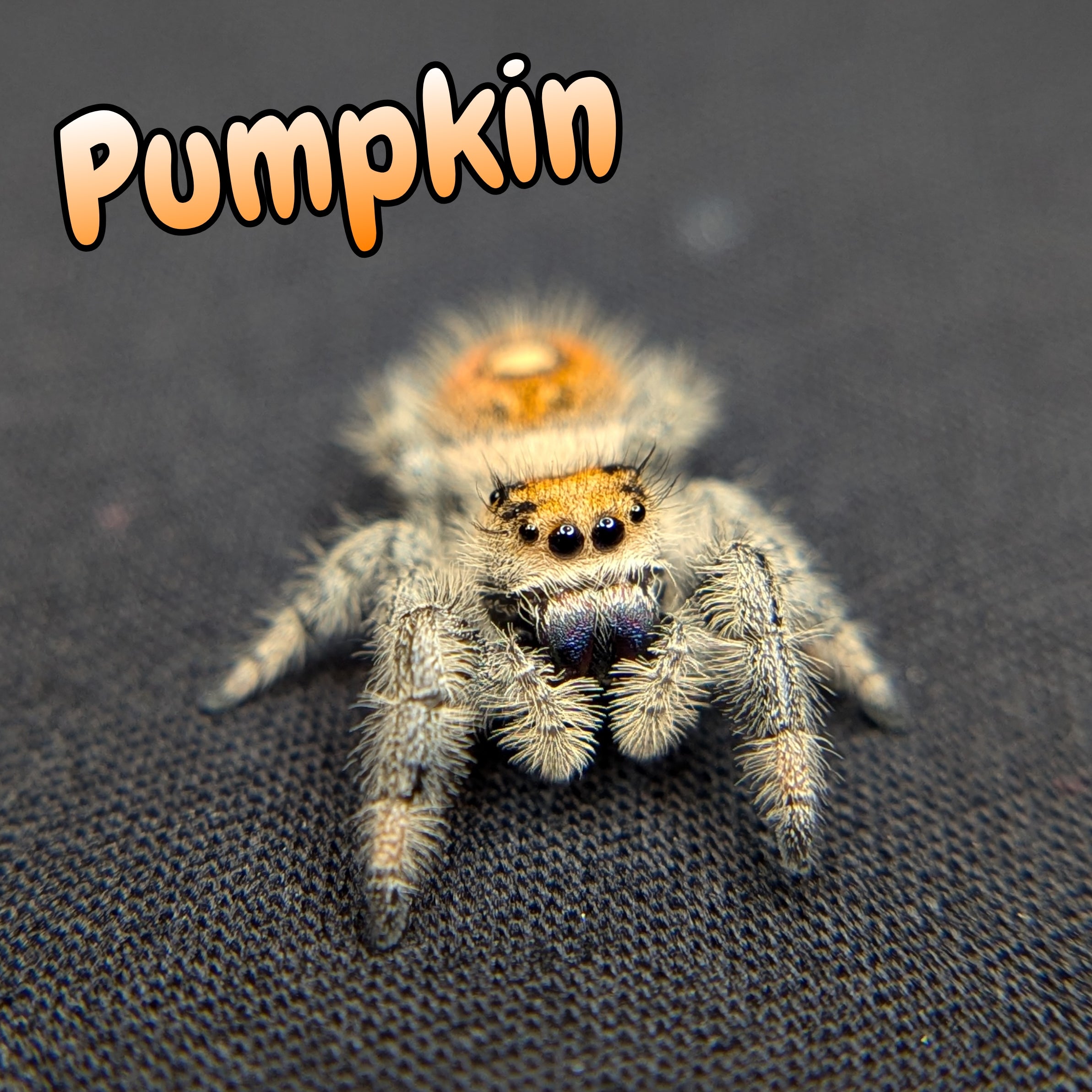 Regal Jumping Spider "Pumpkin"