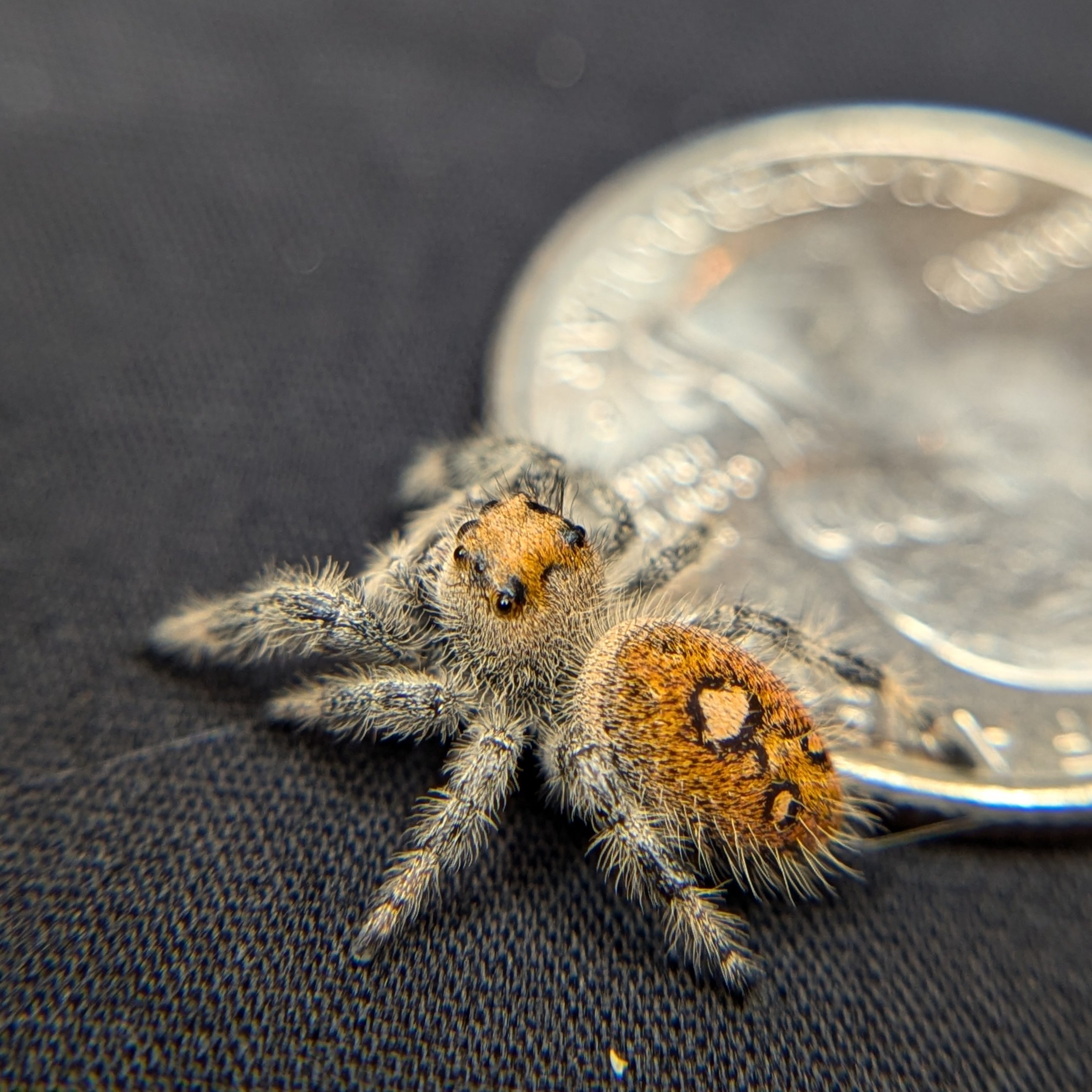 Regal Jumping Spider "Pumpkin"