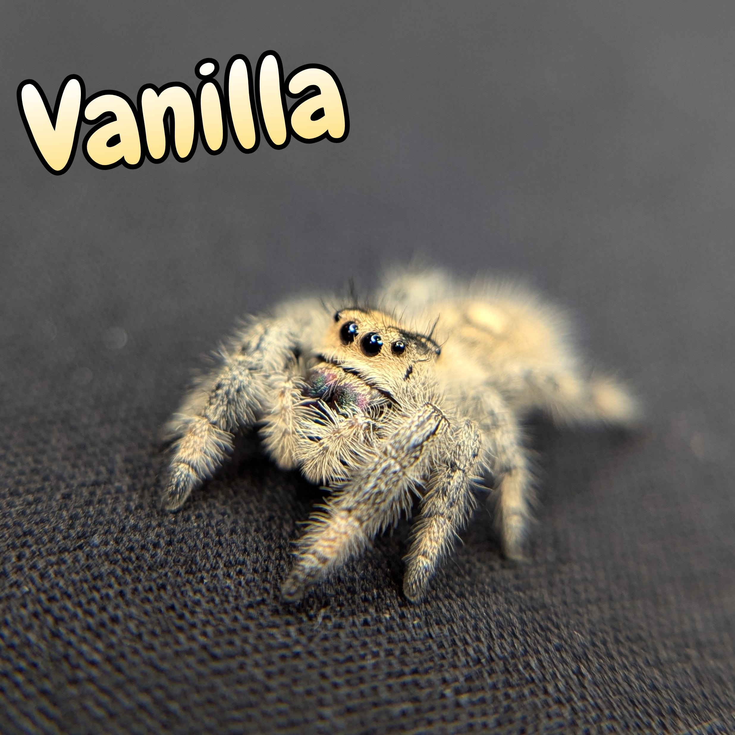 Regal Jumping Spider "Vanilla"