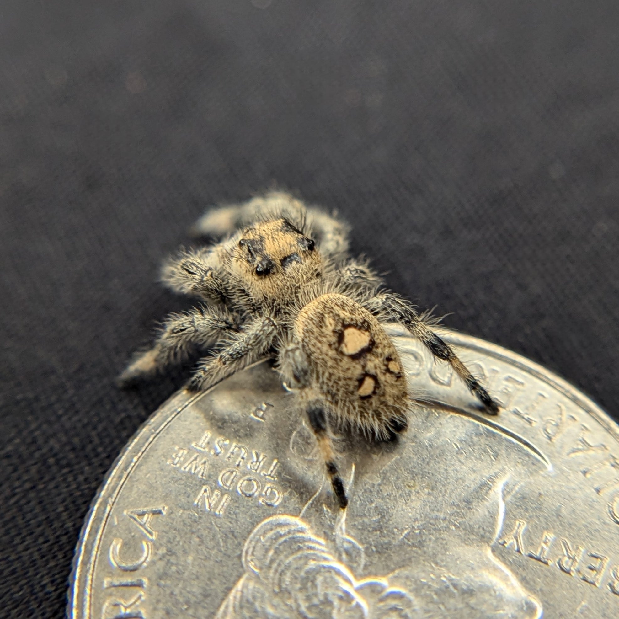 Regal Jumping Spider "Vanilla"