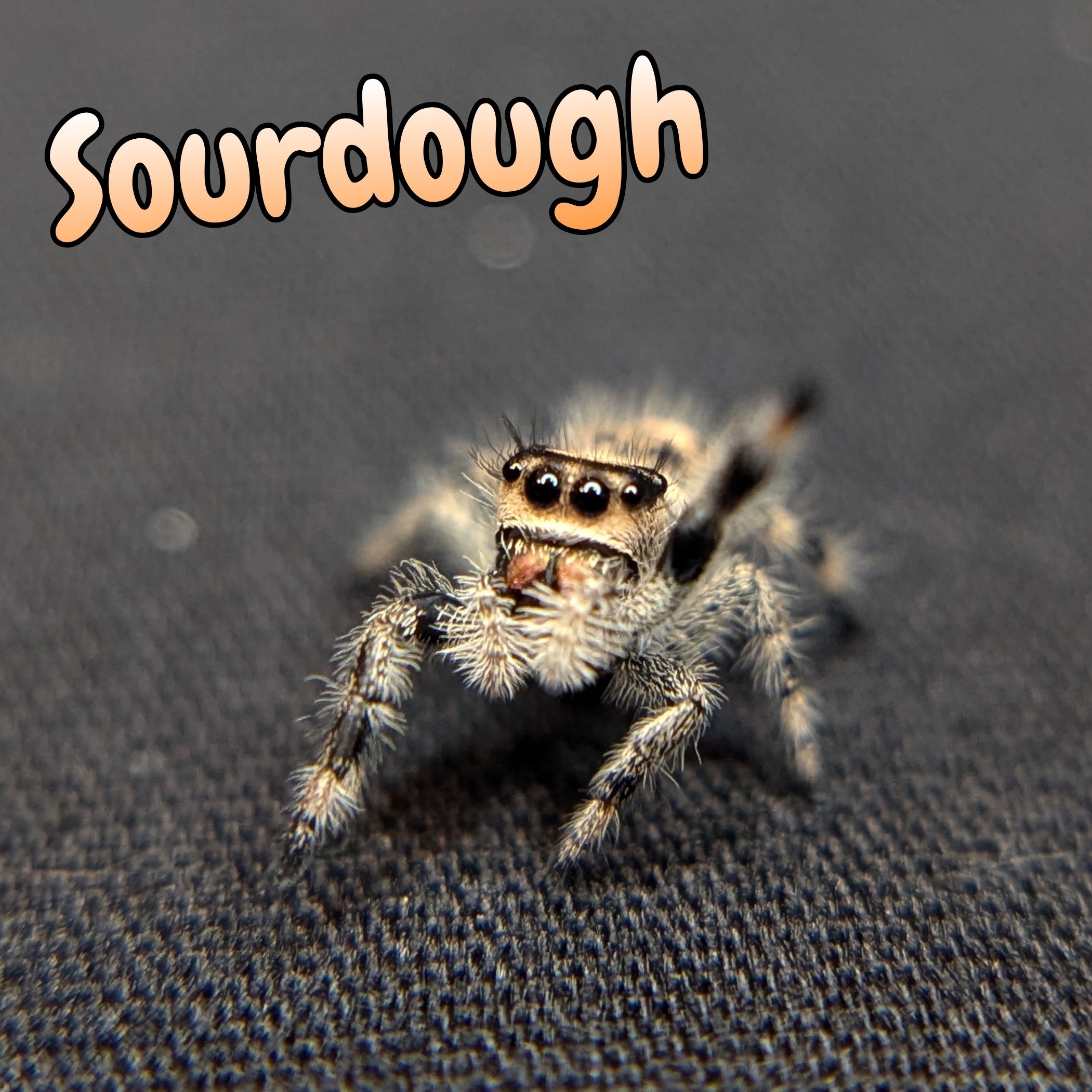 Regal Jumping Spider "Sourdough"