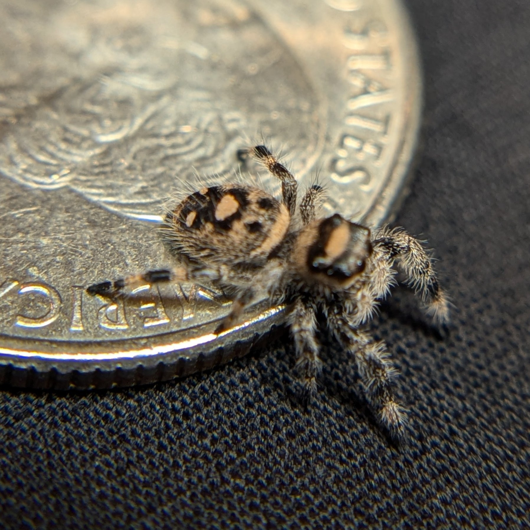 Regal Jumping Spider "Sourdough"