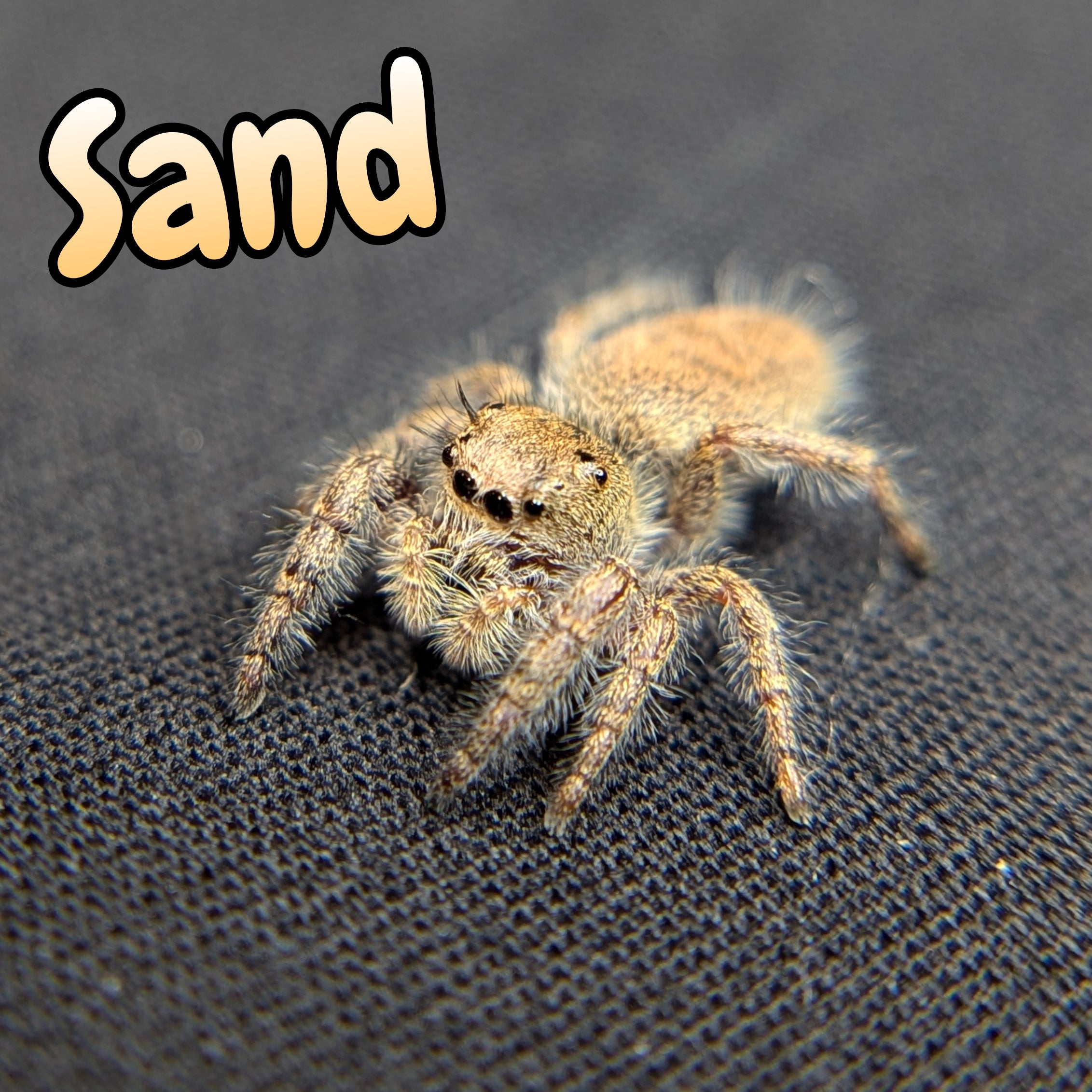 Habronattus sp. Jumping Spider "Sand"