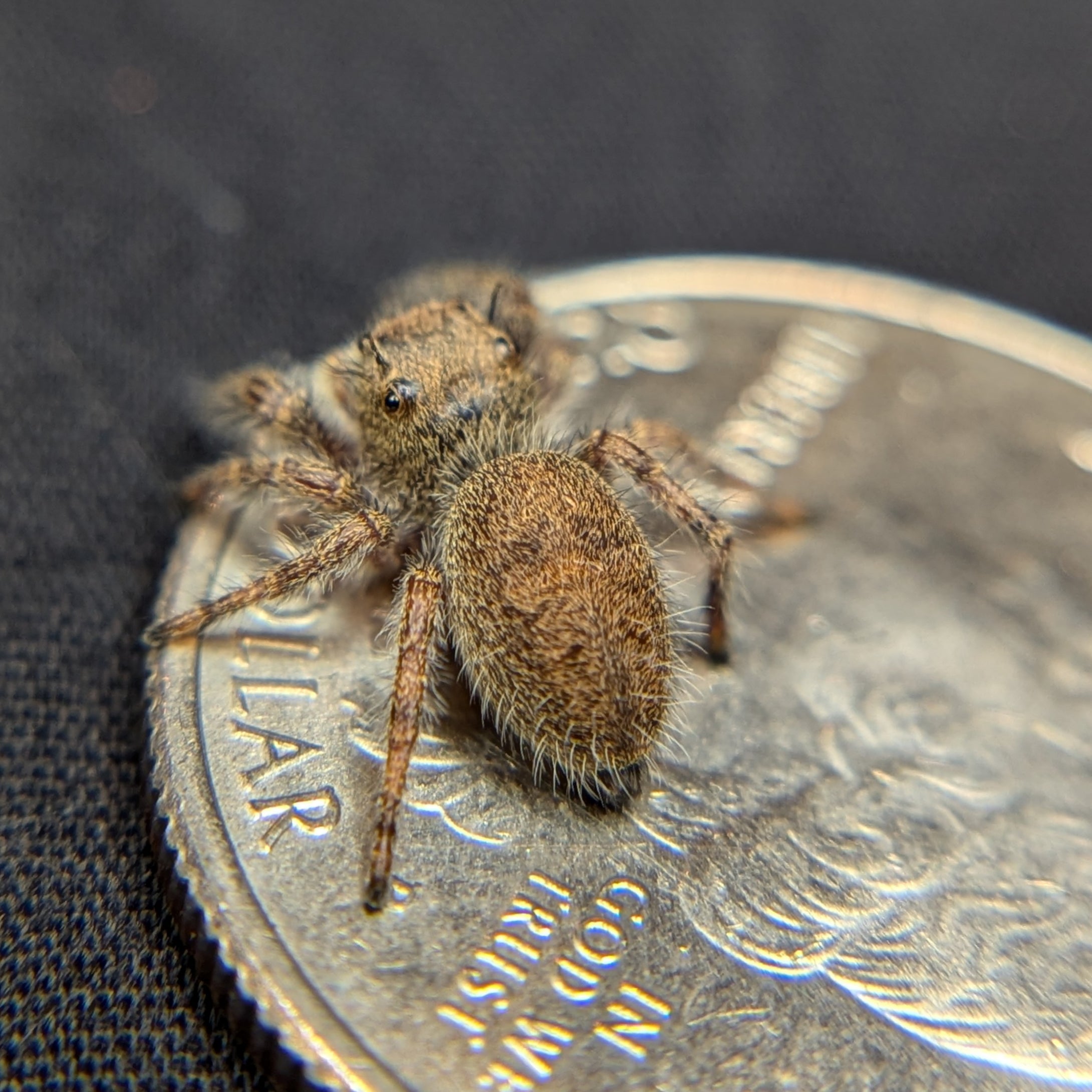 Habronattus sp. Jumping Spider "Sand"