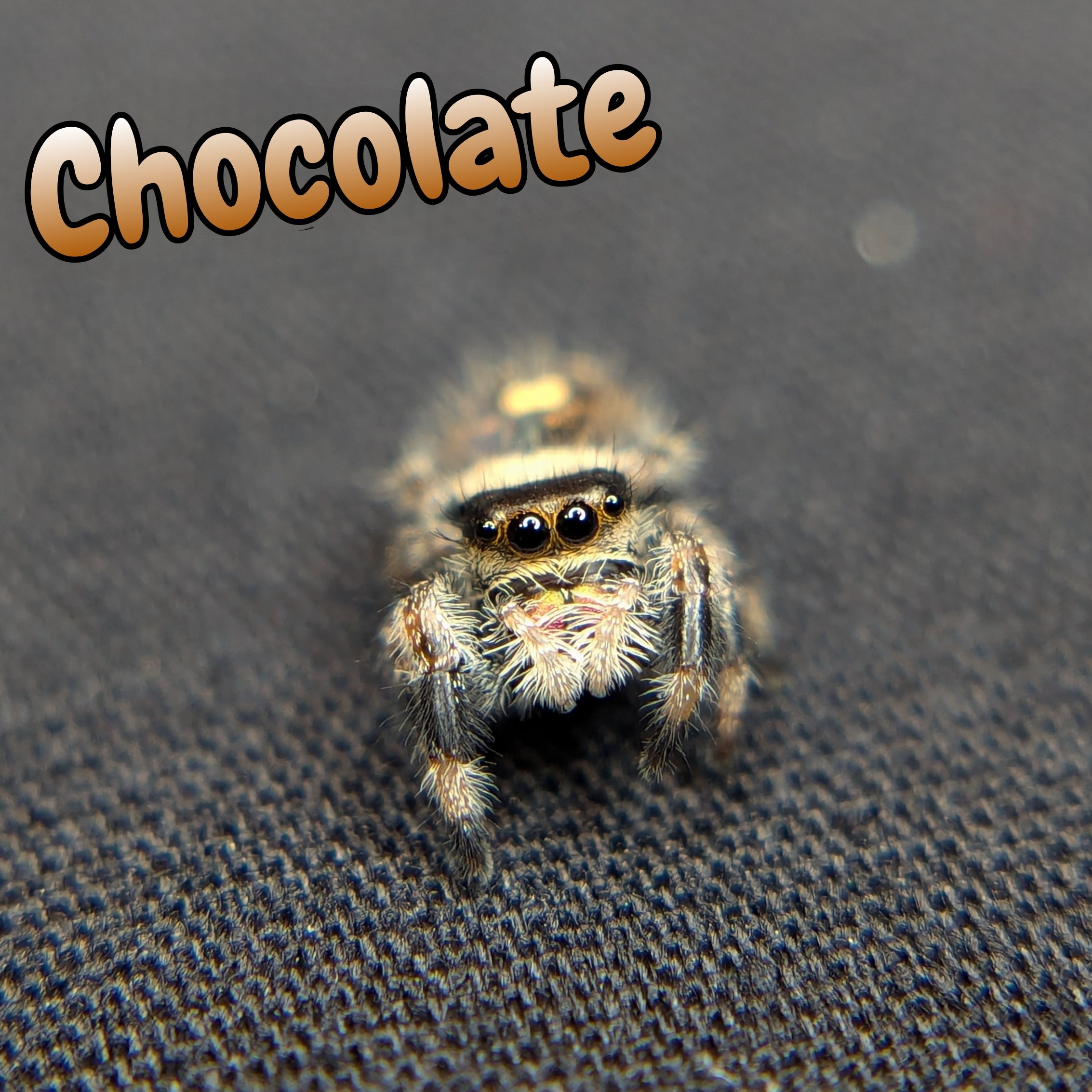 Regal Jumping Spider "Chocolate"