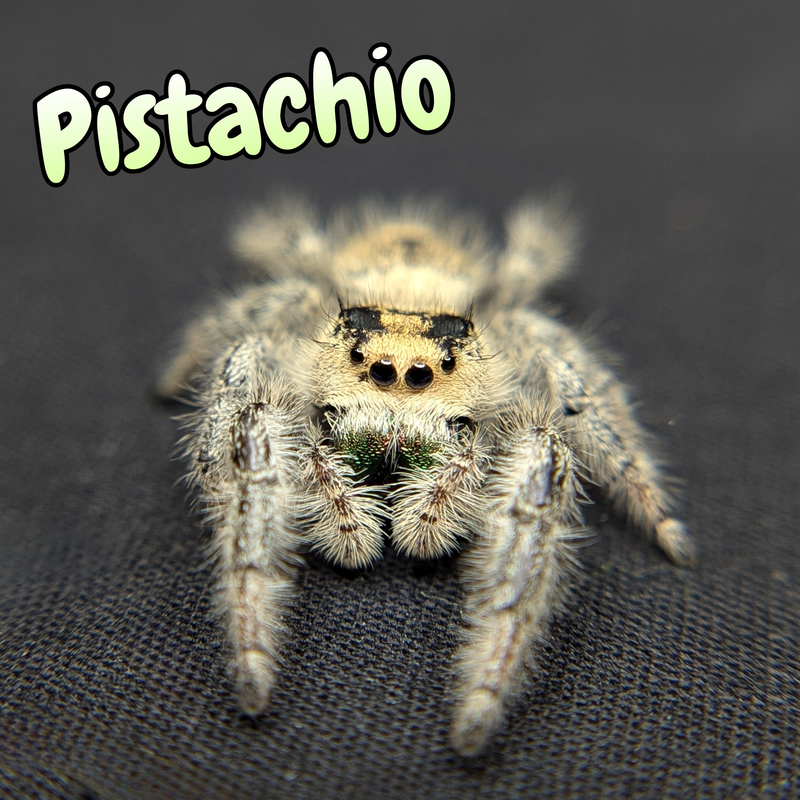 jumping Spider named pistachio for sale, front view