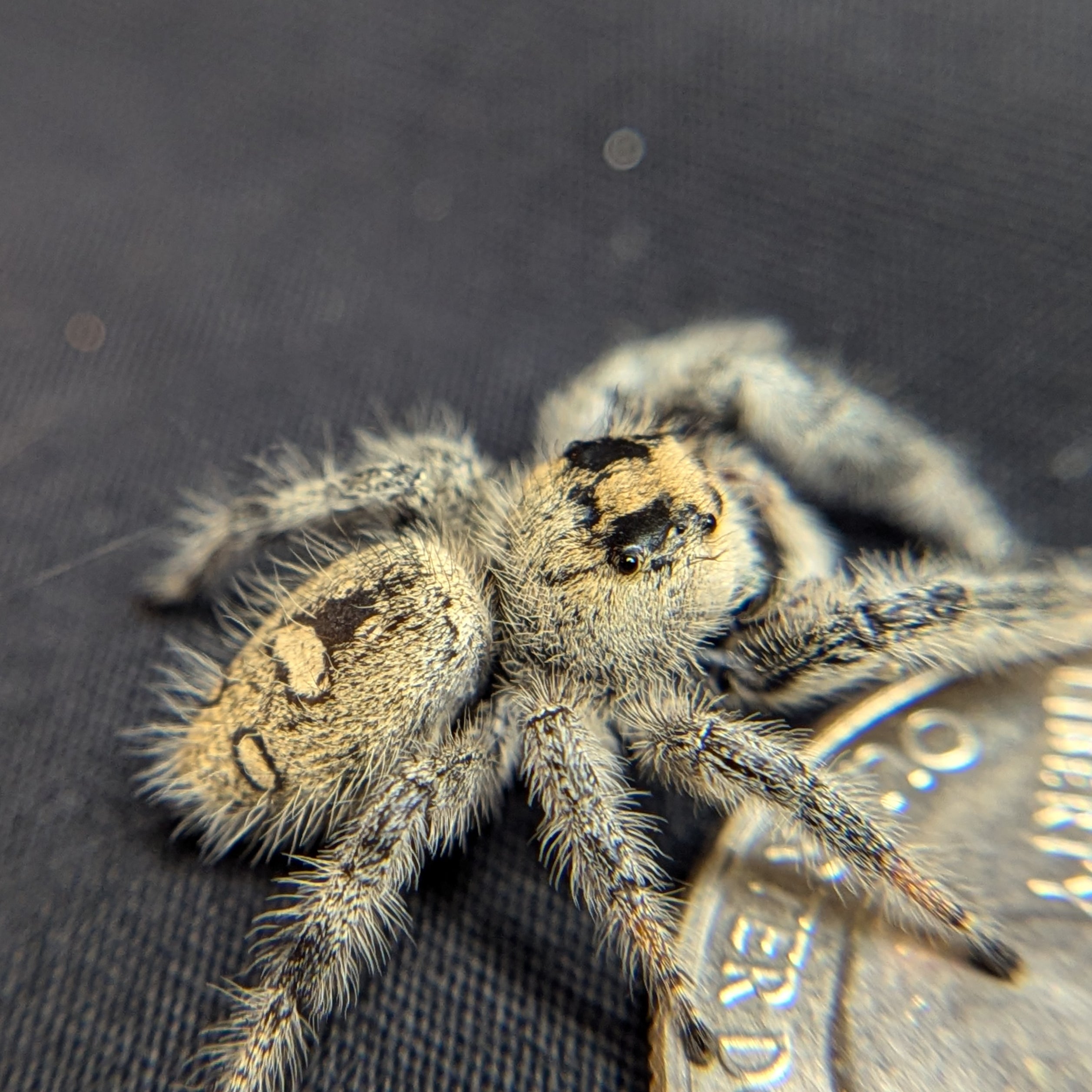 Jumping Spider named pistachio for sale, back view 