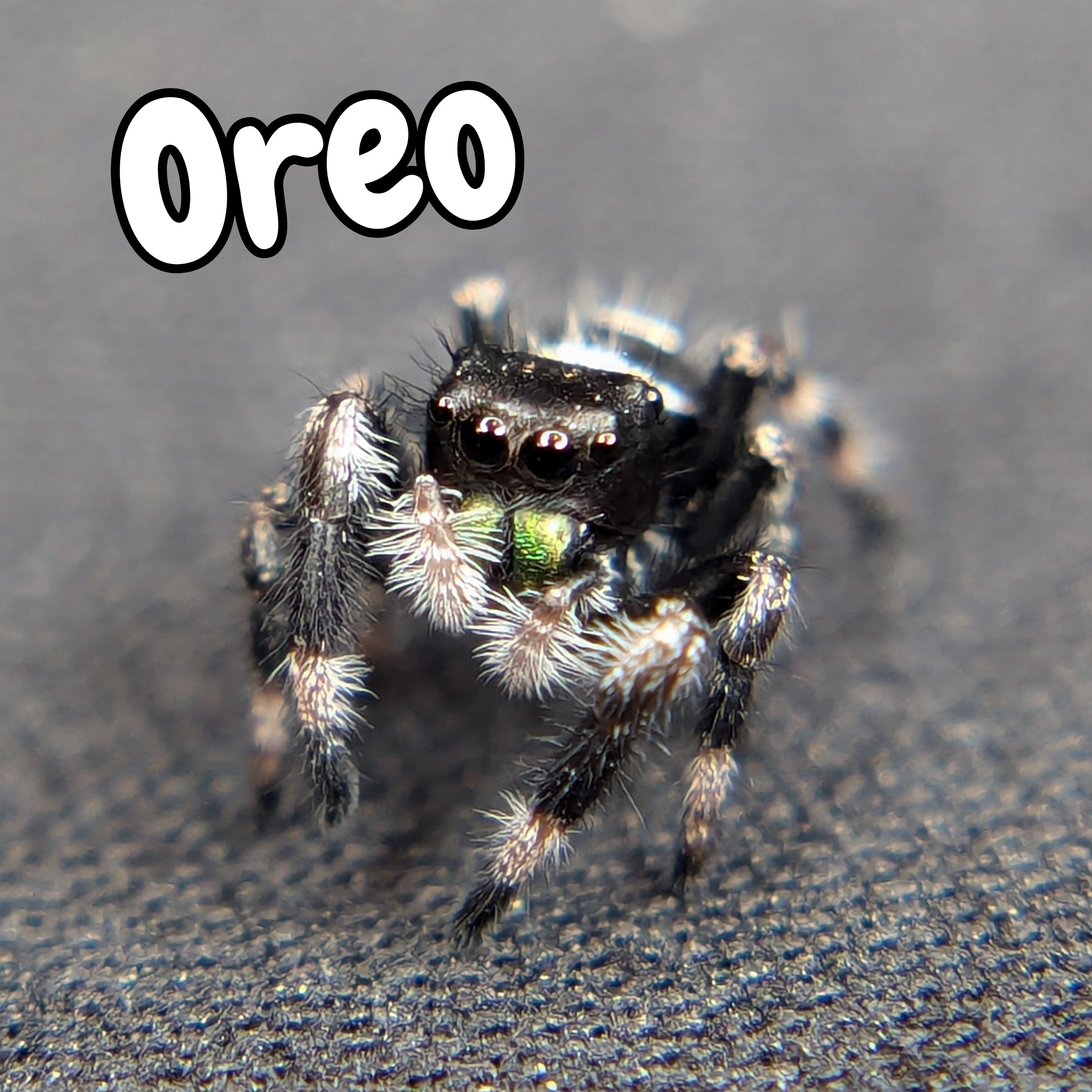 jumping Spider for Sale named Oreo , front view 