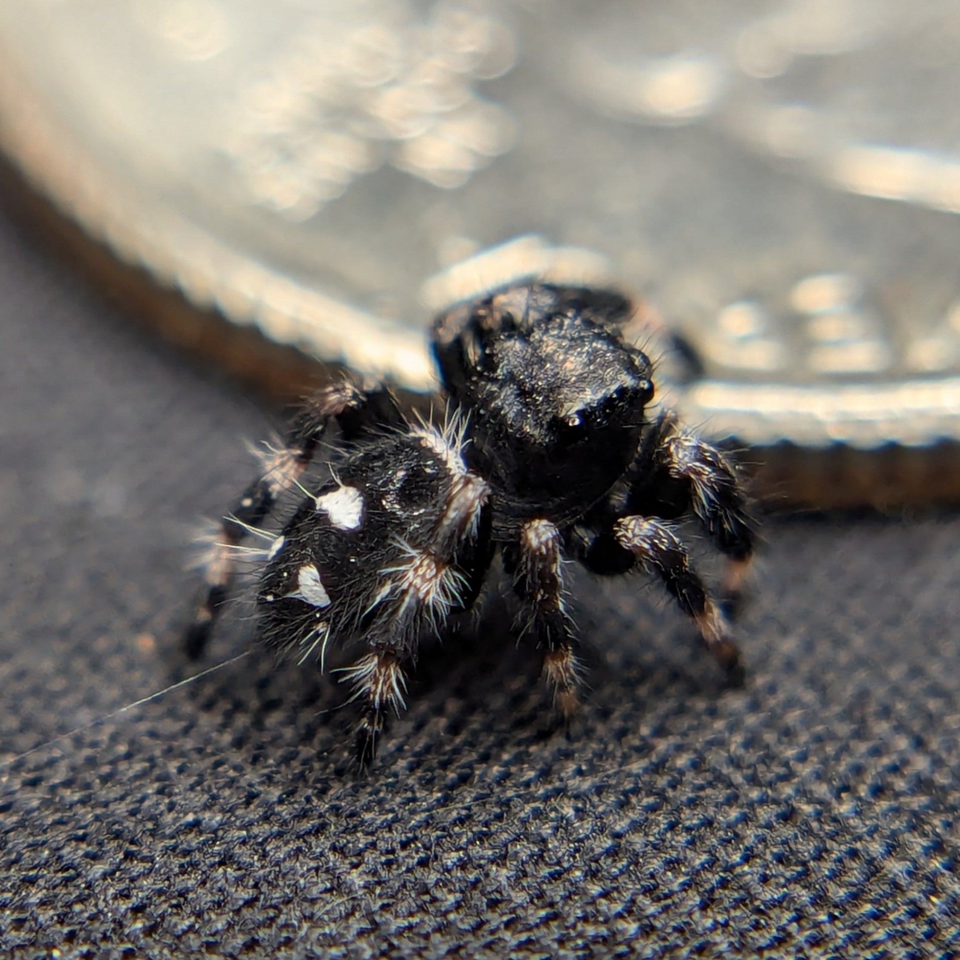 jumping Spider for Sale named Oreo, back view 