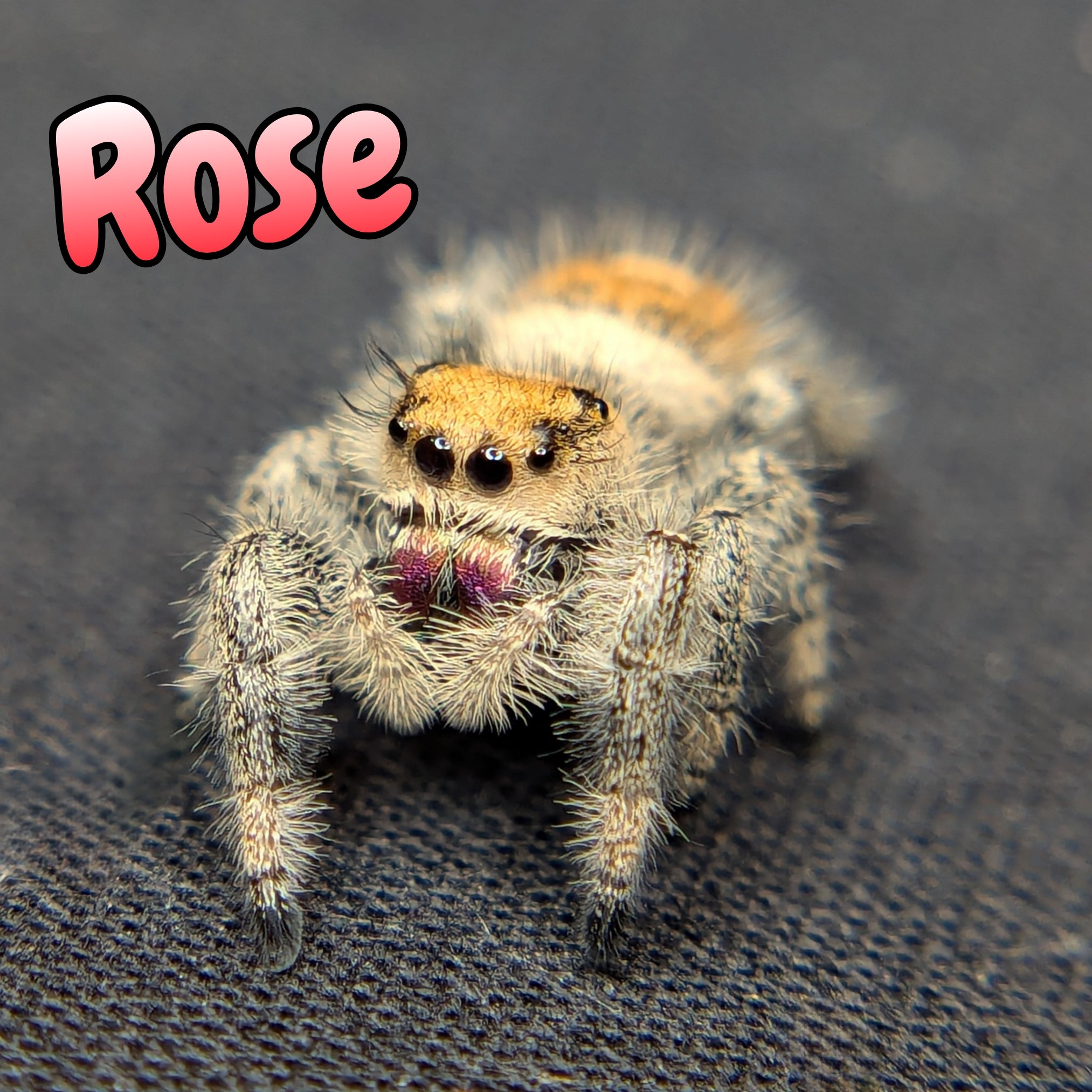 Regal Jumping Spider "Rose"