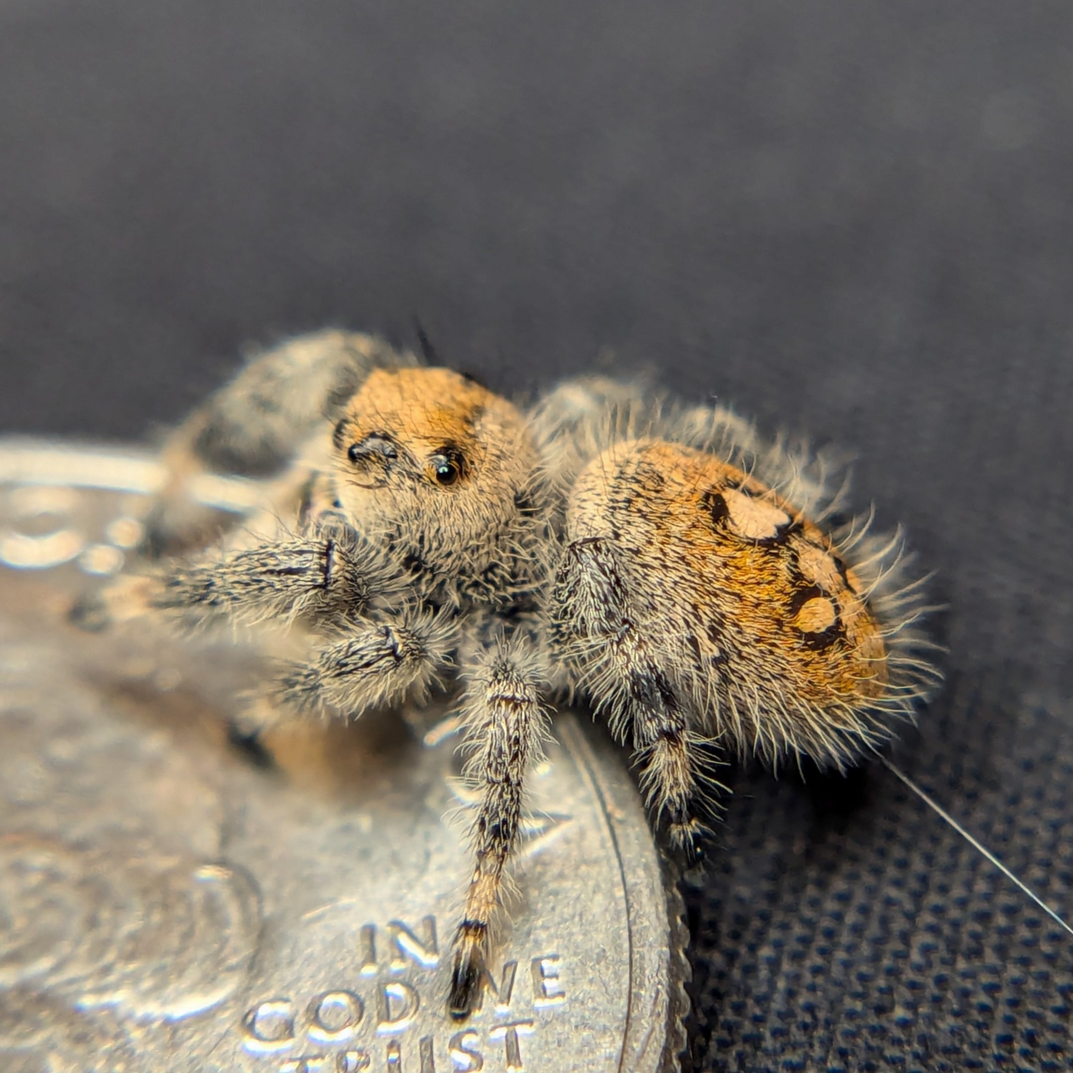 Regal Jumping Spider "Rose"