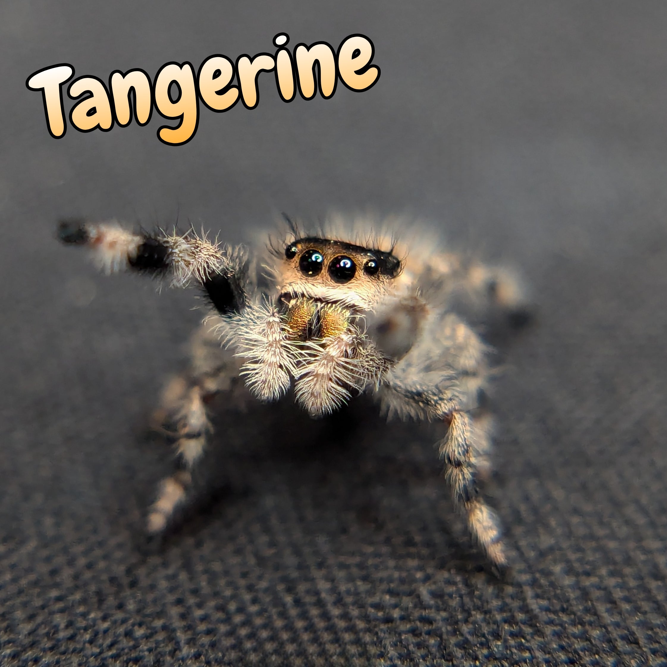 Regal Jumping Spider "Tangerine"