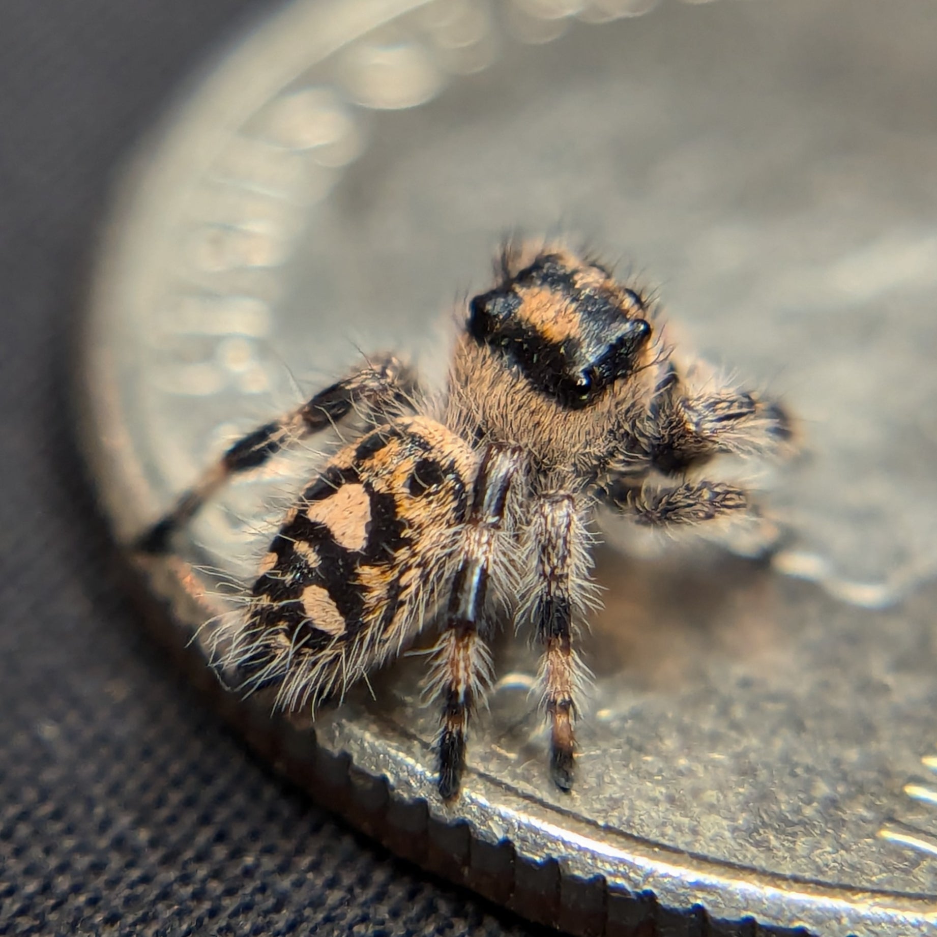 Regal Jumping Spider "Tangerine"