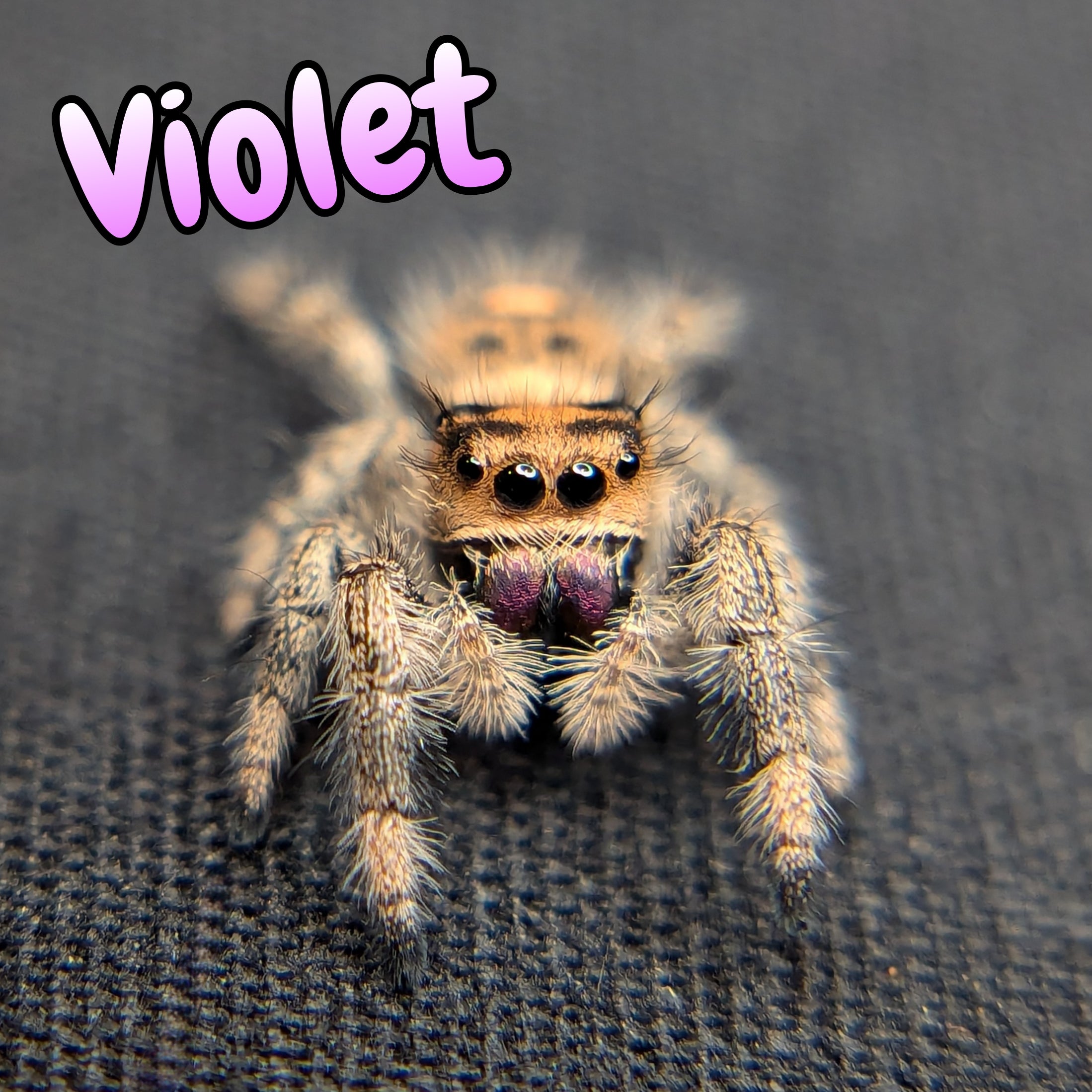 jumping Spider named Violet for sale, front view 