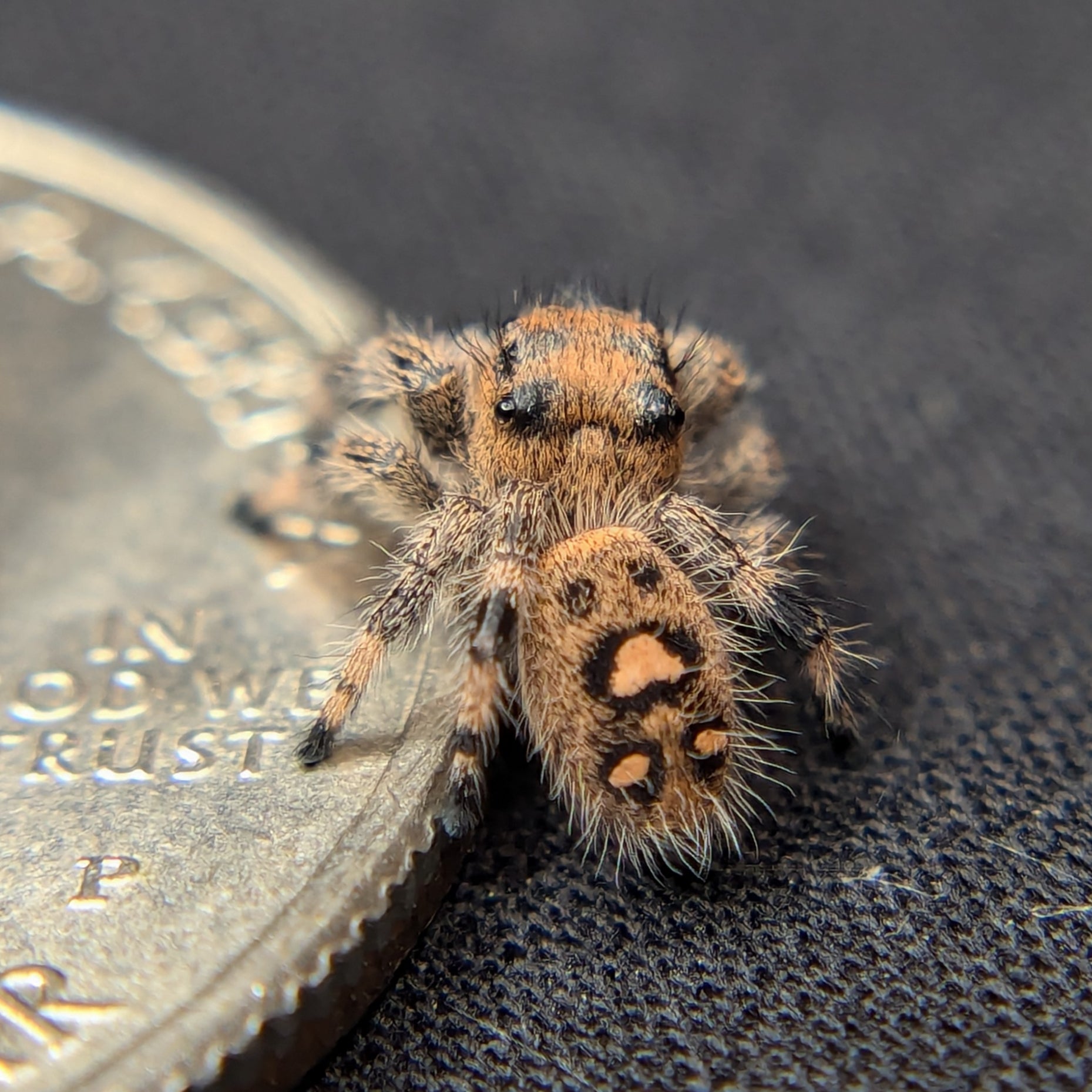 jumping Spider for Sale named Violet, back view 